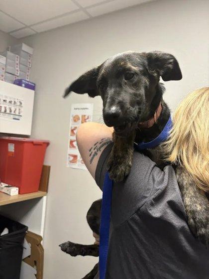 Enlarge MJ, a Adoptable mixed breed in Fresno, CA image 1/2