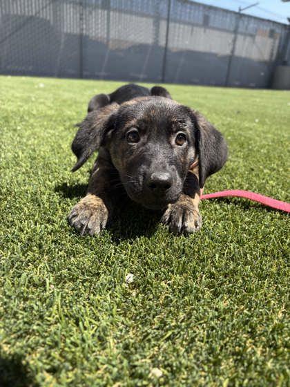 Enlarge MJ, a Adoptable mixed breed in Fresno, CA image 2/2