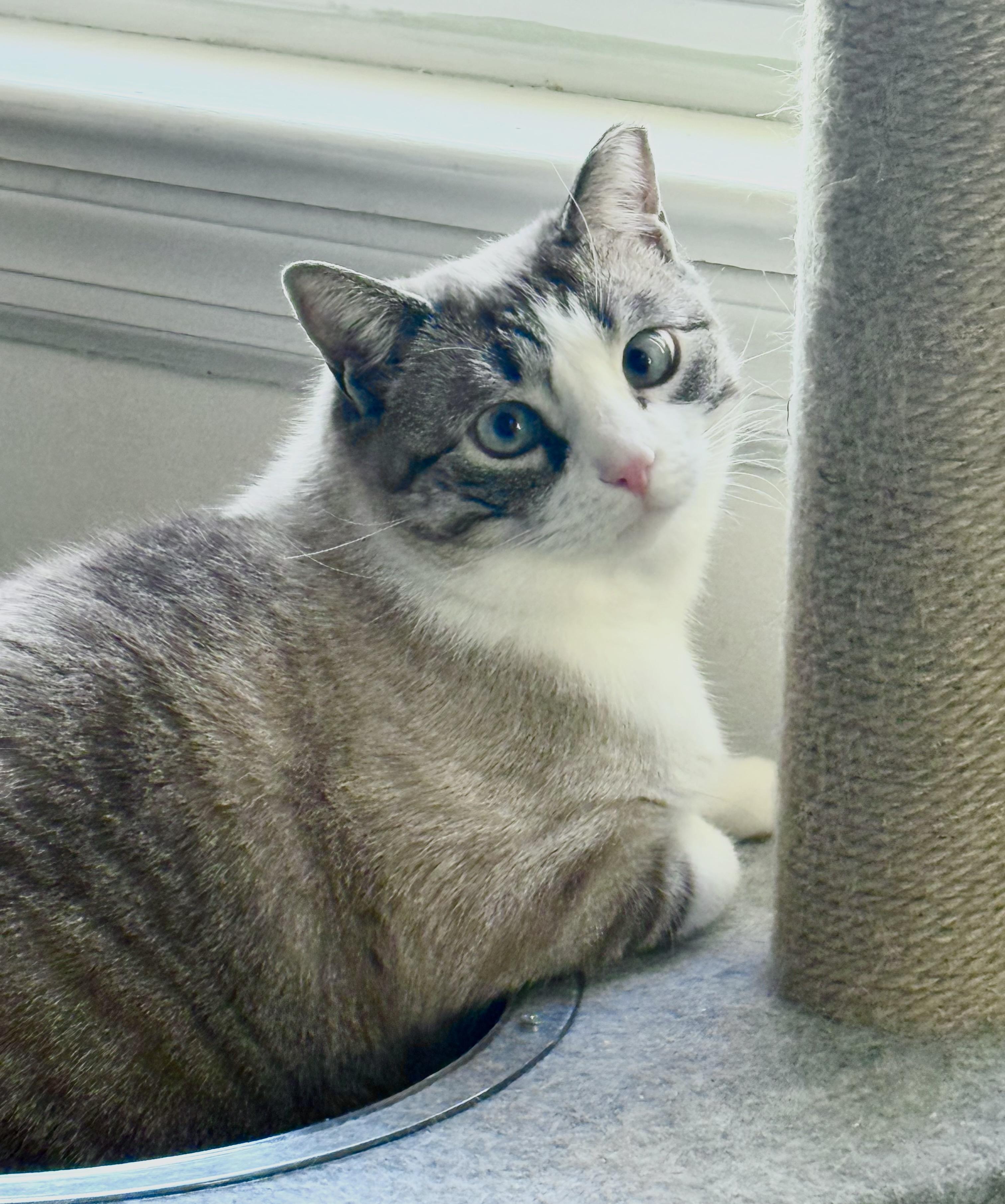 Enlarge Azura, a ADOPTABLE Domestic Short Hair in River Edge, NJ image 6/6