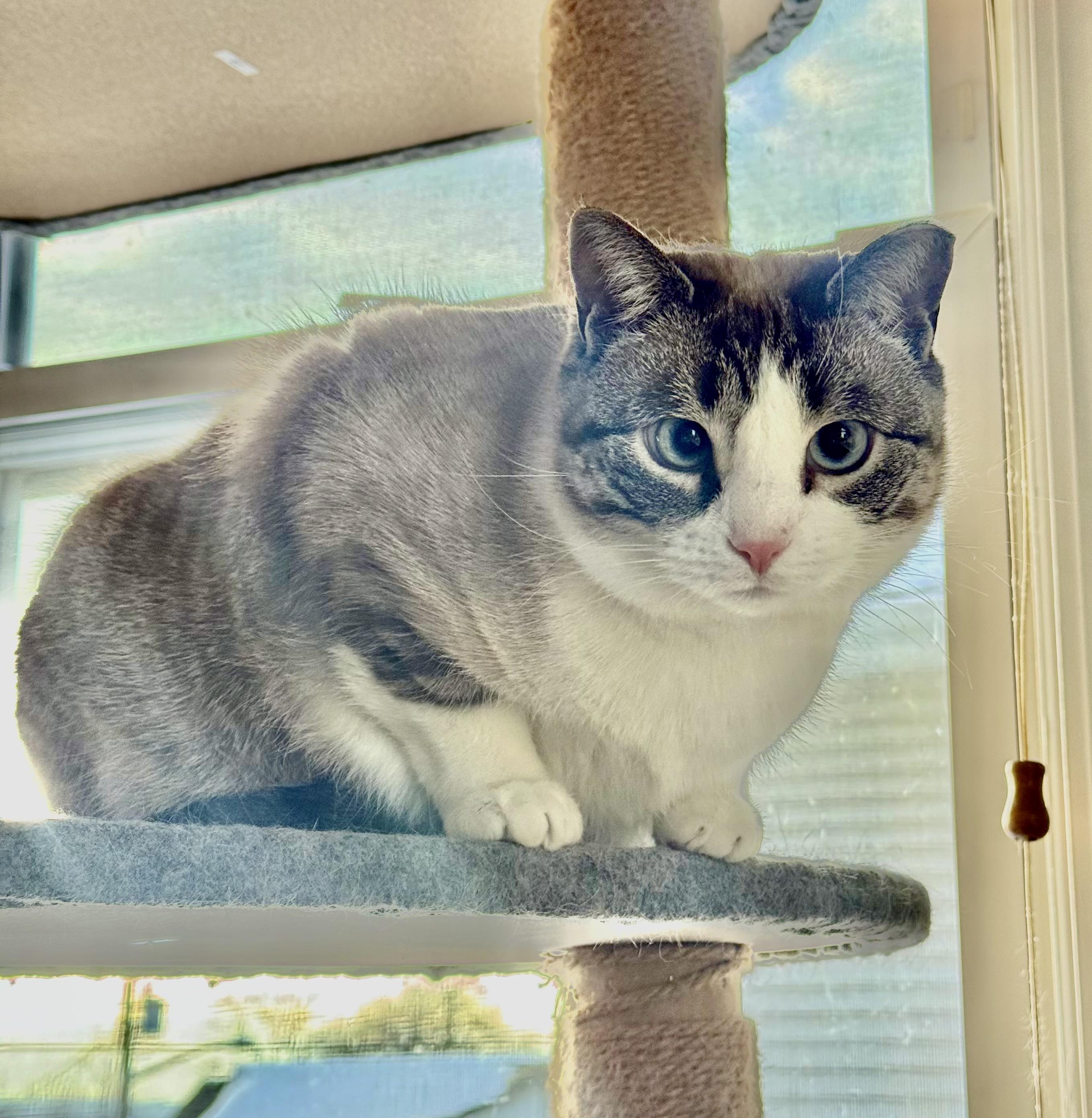 Enlarge Azura, a ADOPTABLE Domestic Short Hair in River Edge, NJ image 1/6