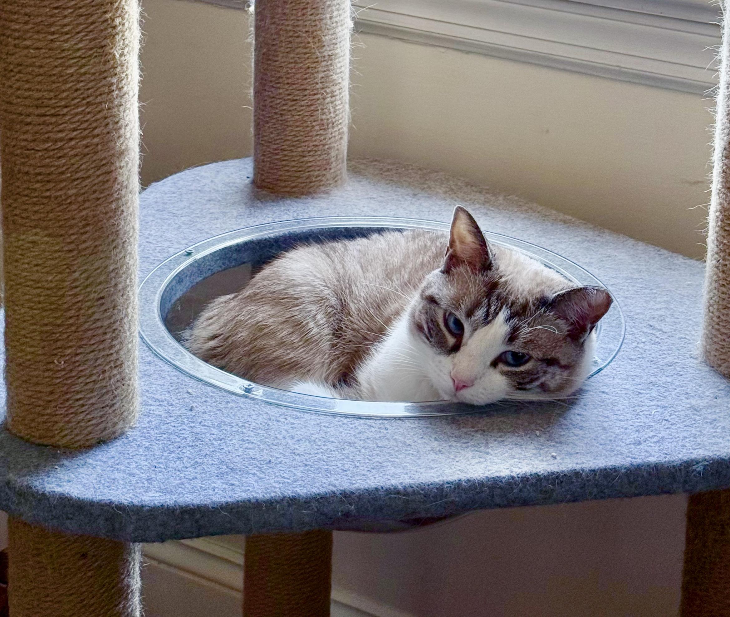 Enlarge Azura, a ADOPTABLE Domestic Short Hair in River Edge, NJ image 4/6