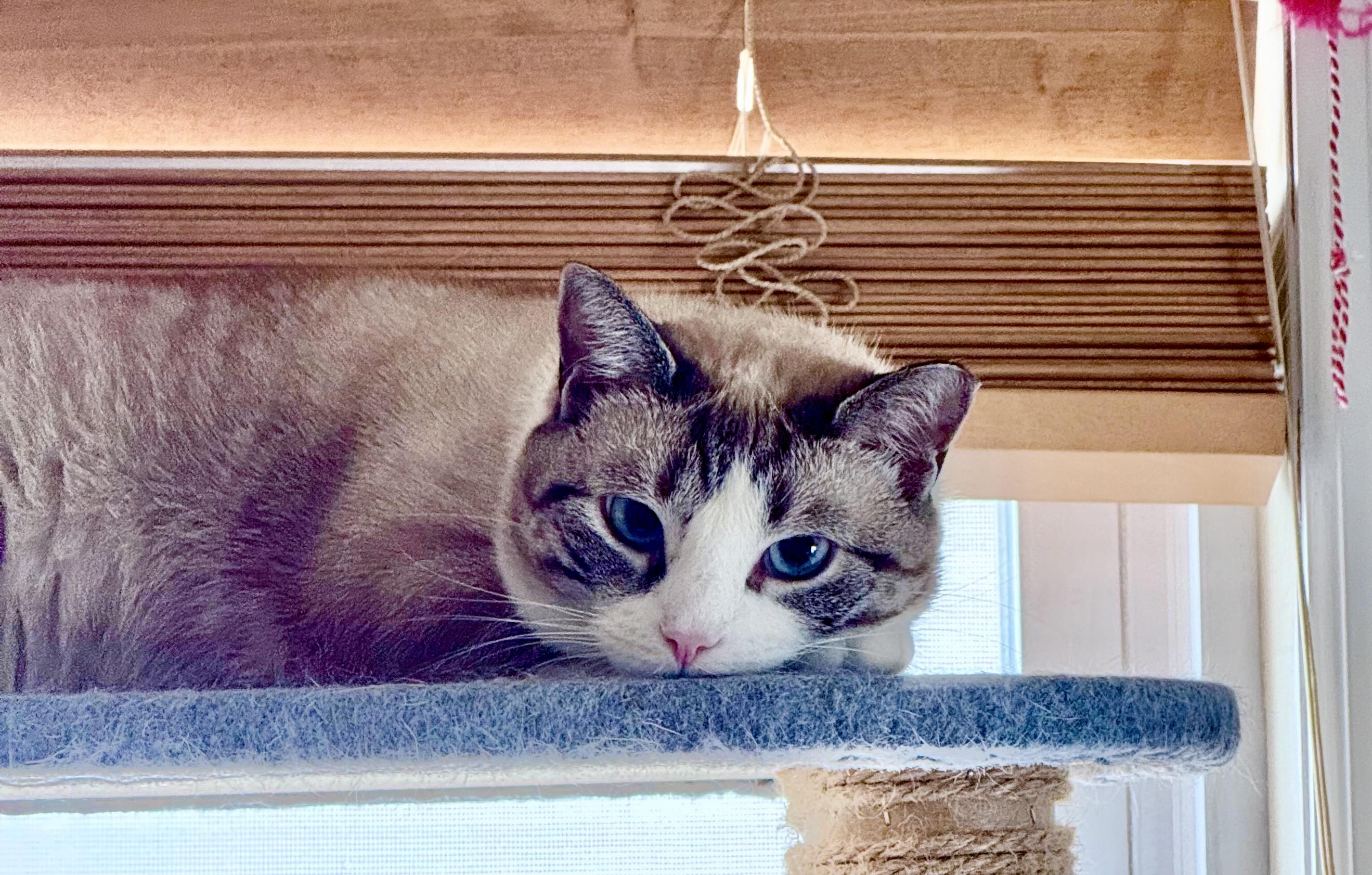 Enlarge Azura, a ADOPTABLE Domestic Short Hair in River Edge, NJ image 5/6