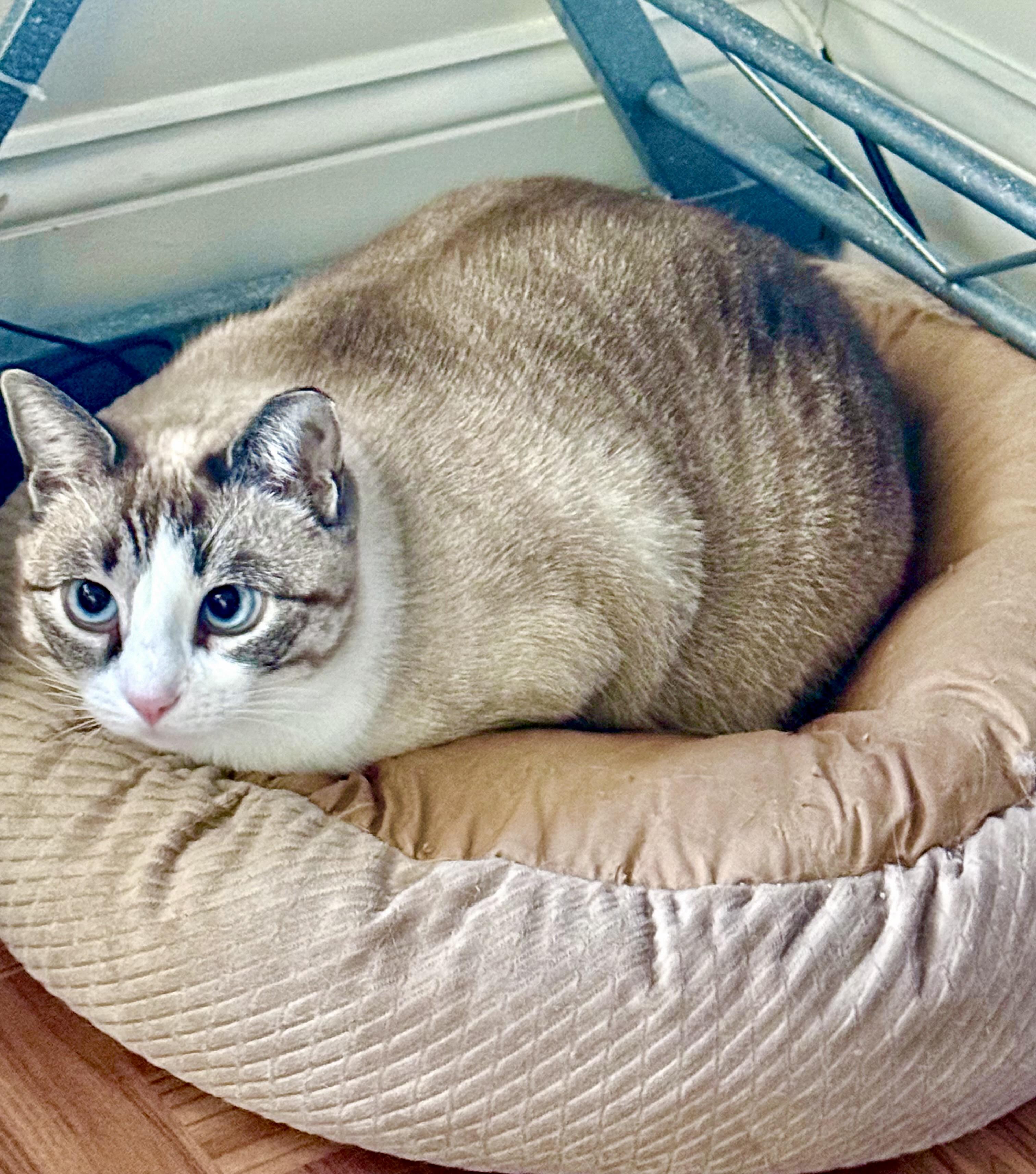 Azura, ADOPTABLE, Adult Female Domestic Short Hair.