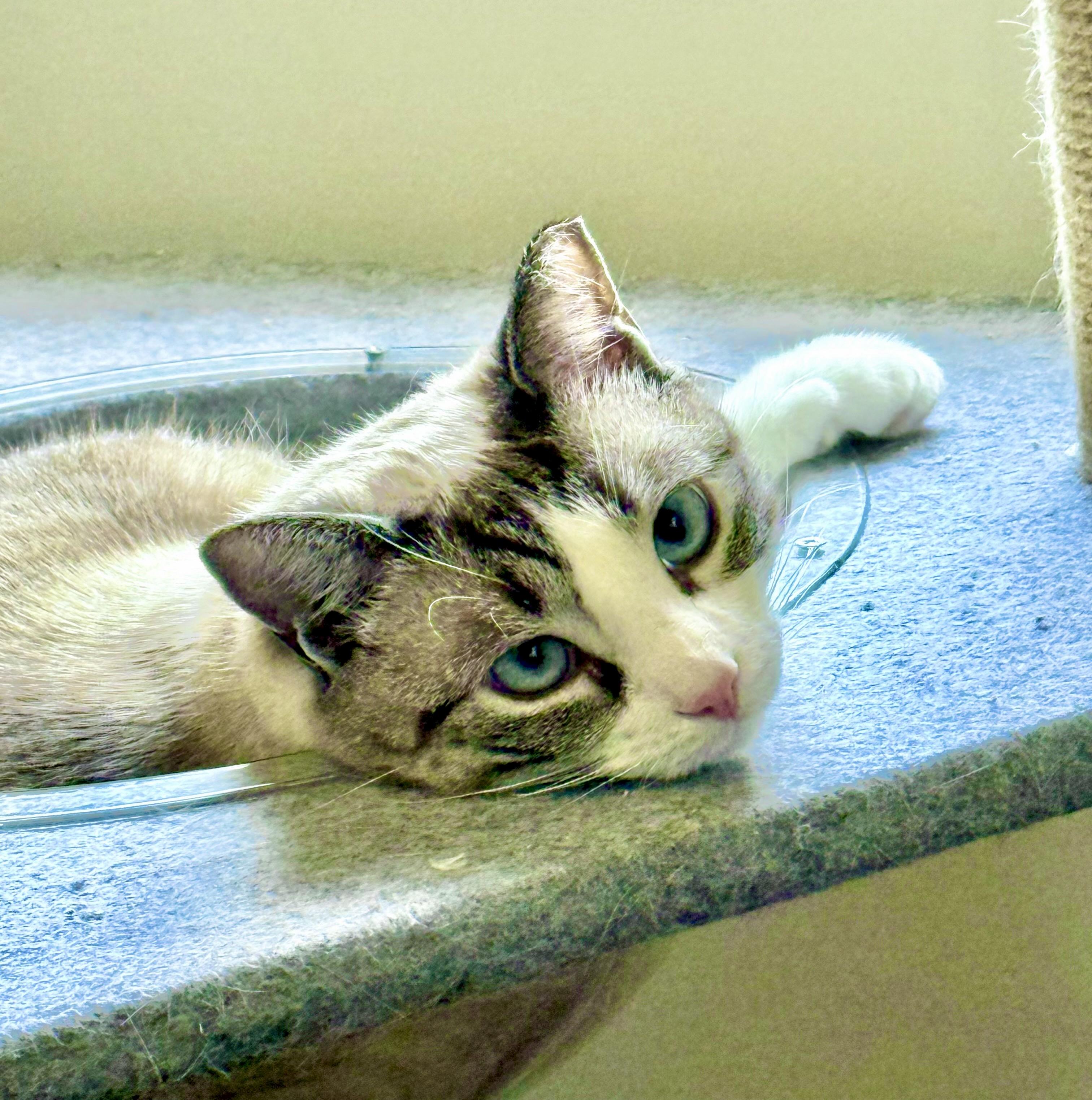 Enlarge Azura, a ADOPTABLE Domestic Short Hair in River Edge, NJ image 3/6