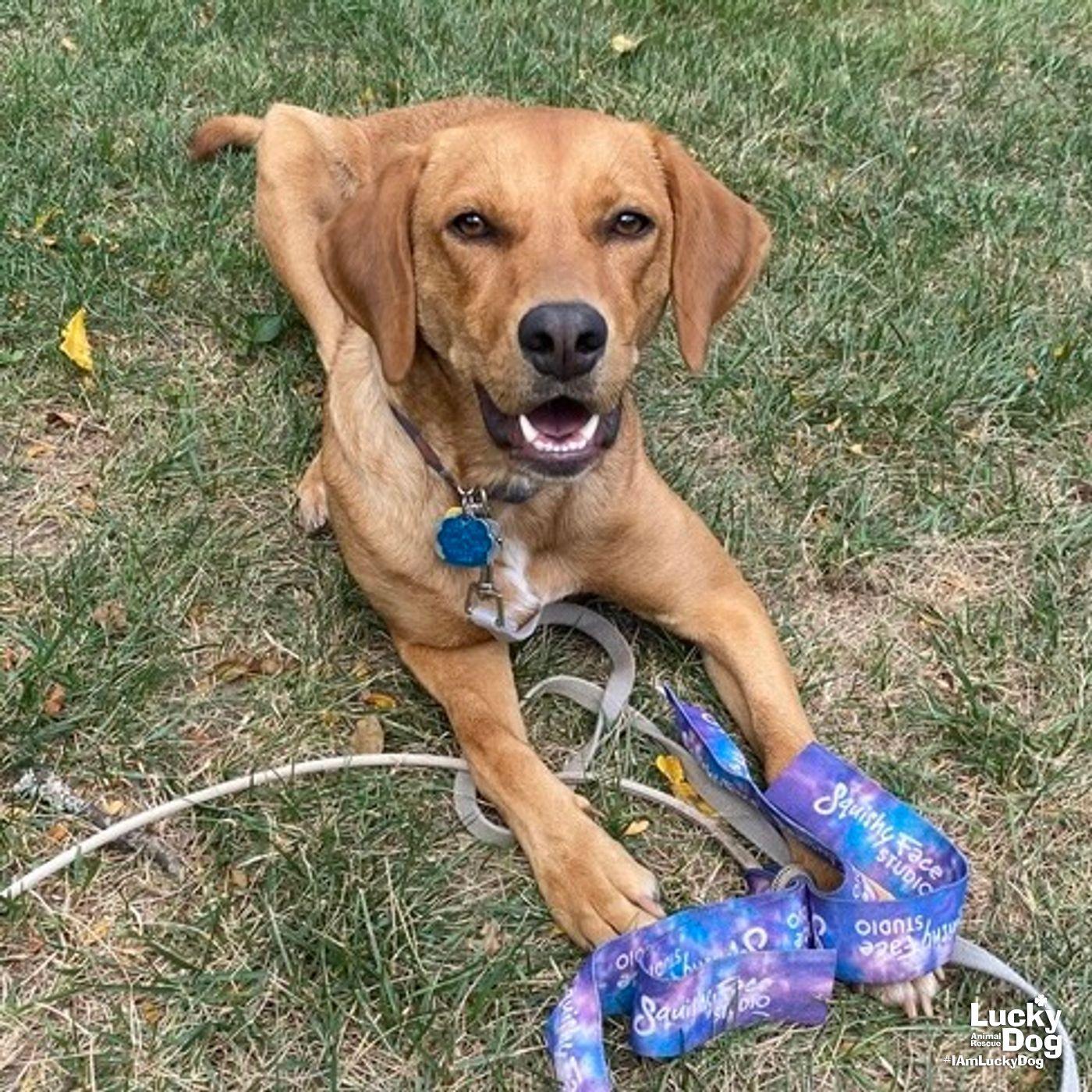 Enlarge Ms. Phoenix, a Adopted mixed breed in Washington, DC image 1/3