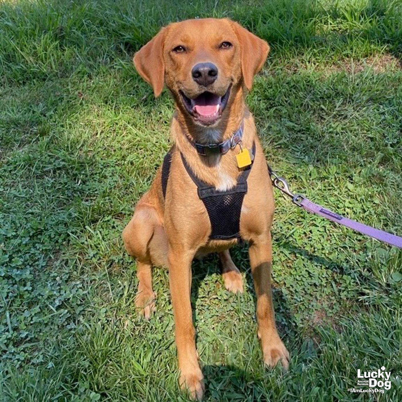 Enlarge Ms. Phoenix, a Adopted mixed breed in Washington, DC image 2/3