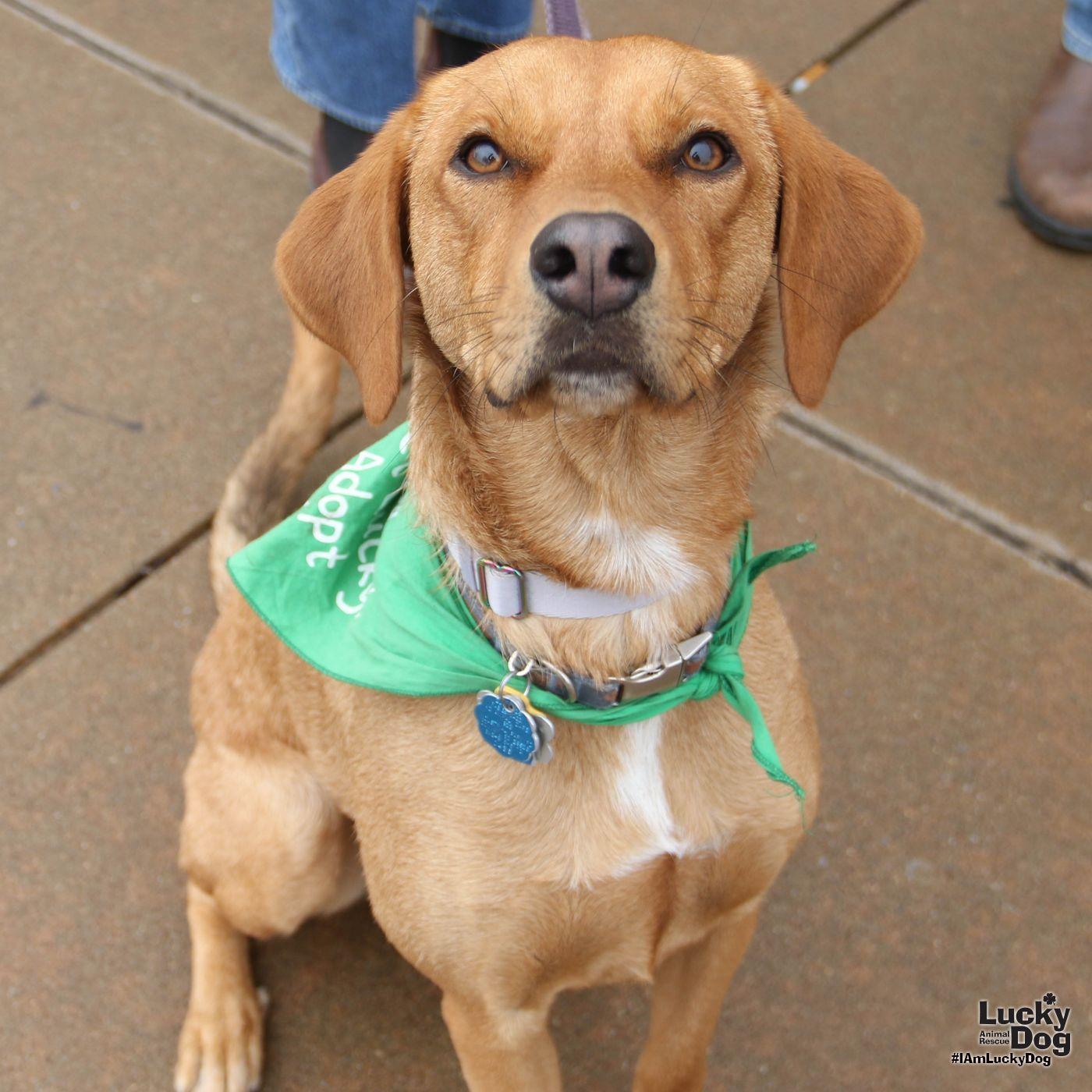 Enlarge Ms. Phoenix, a Adopted mixed breed in Washington, DC image 3/3