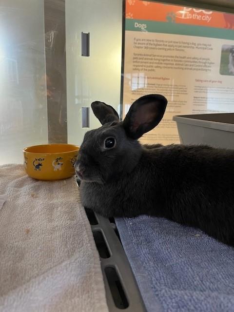 Enlarge DIAMOND, a Adoptable Bunny Rabbit in Toronto, ON image 1/1