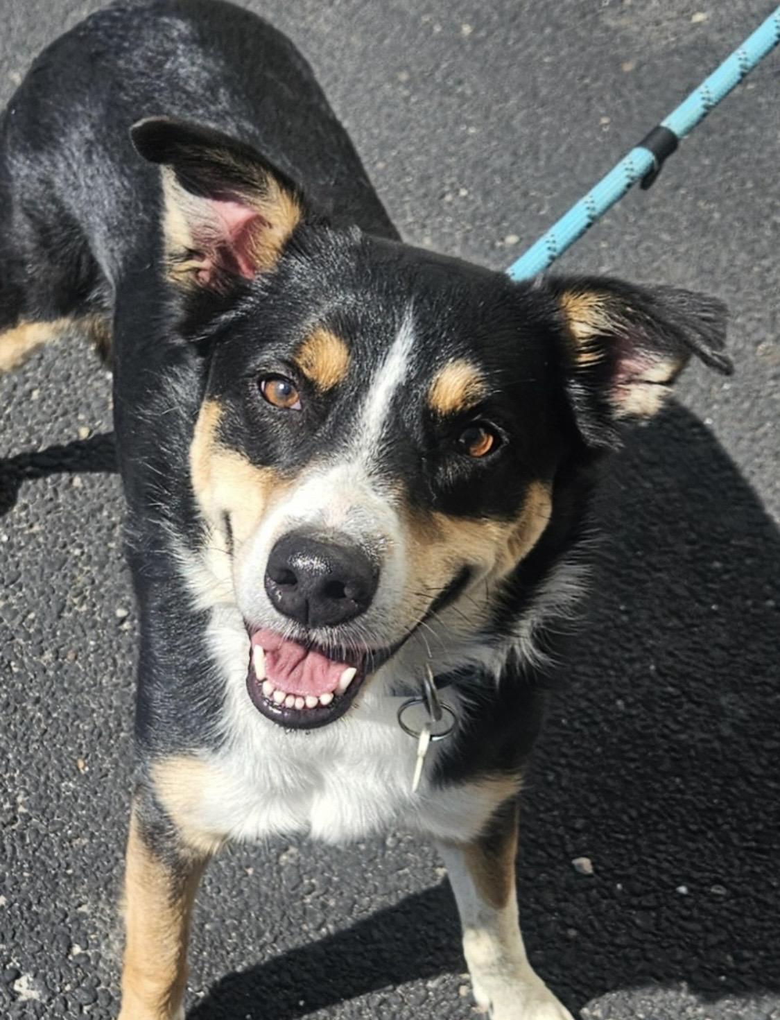 Buck/ Moe ADOPTED, adopted, Adult Male Australian Shepherd.