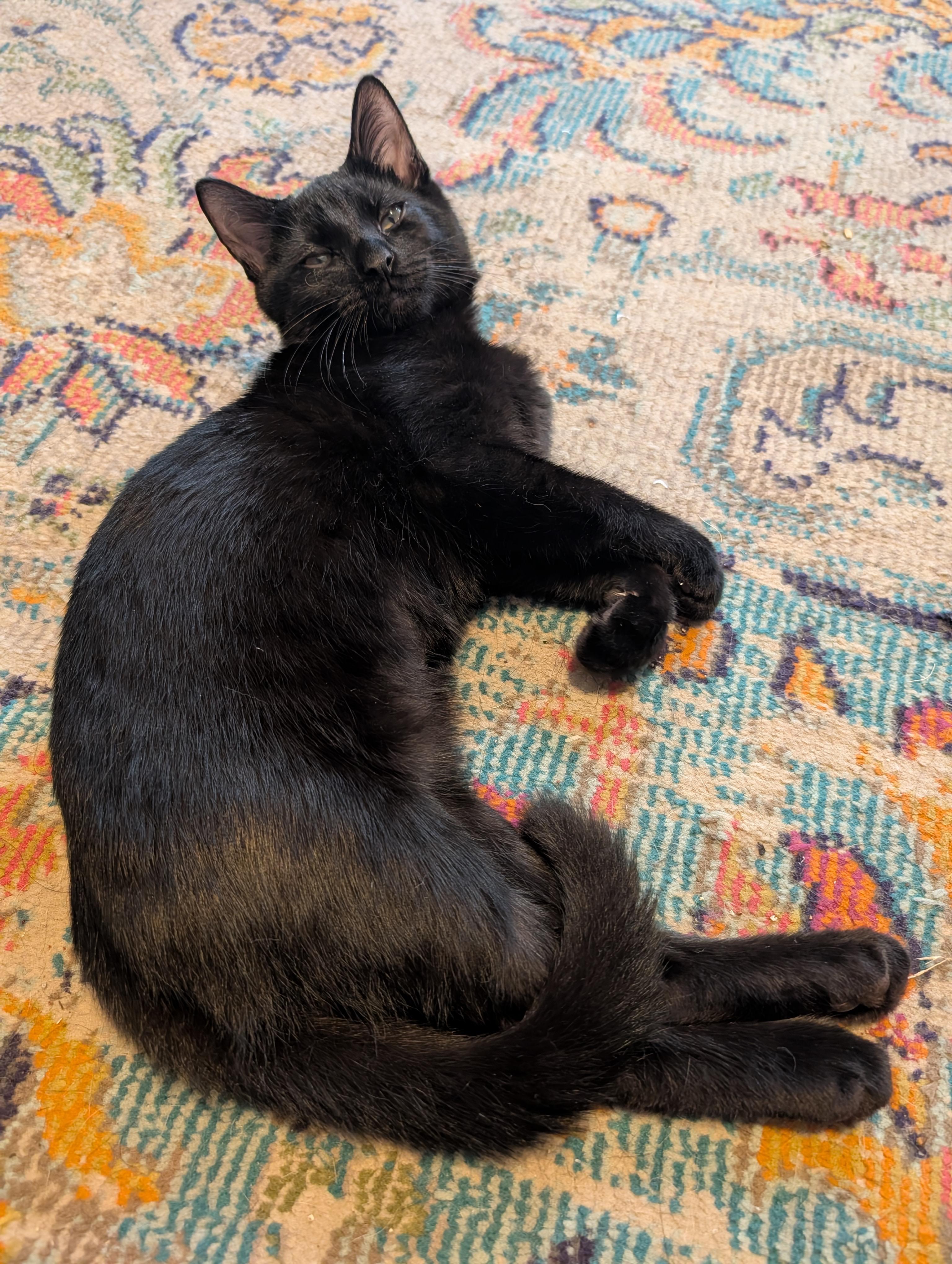 Enlarge Michèle, a Adopted Domestic Medium Hair in Brooklyn, NY image 5/6