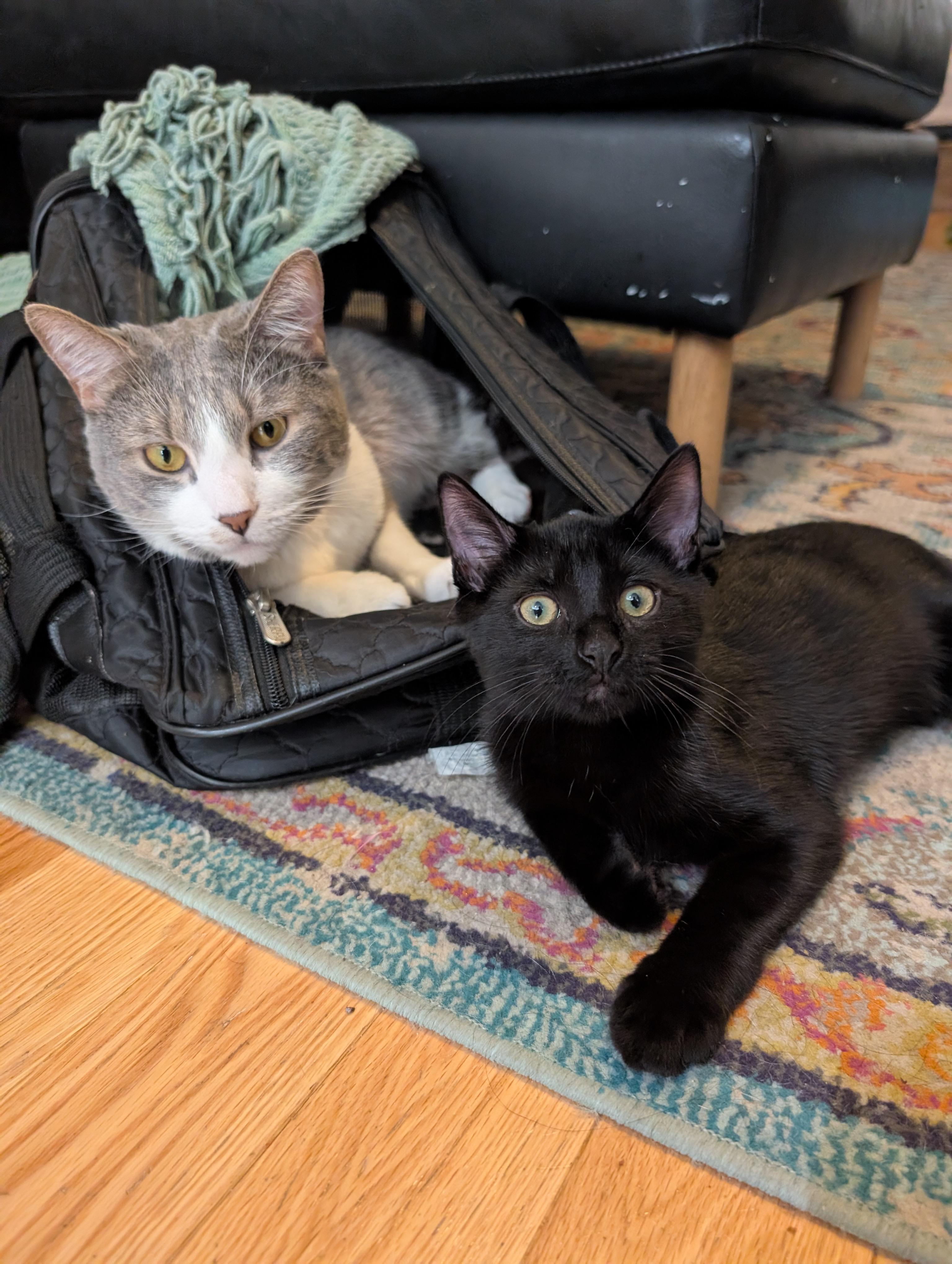 Enlarge Michèle, a Adopted Domestic Medium Hair in Brooklyn, NY image 3/6