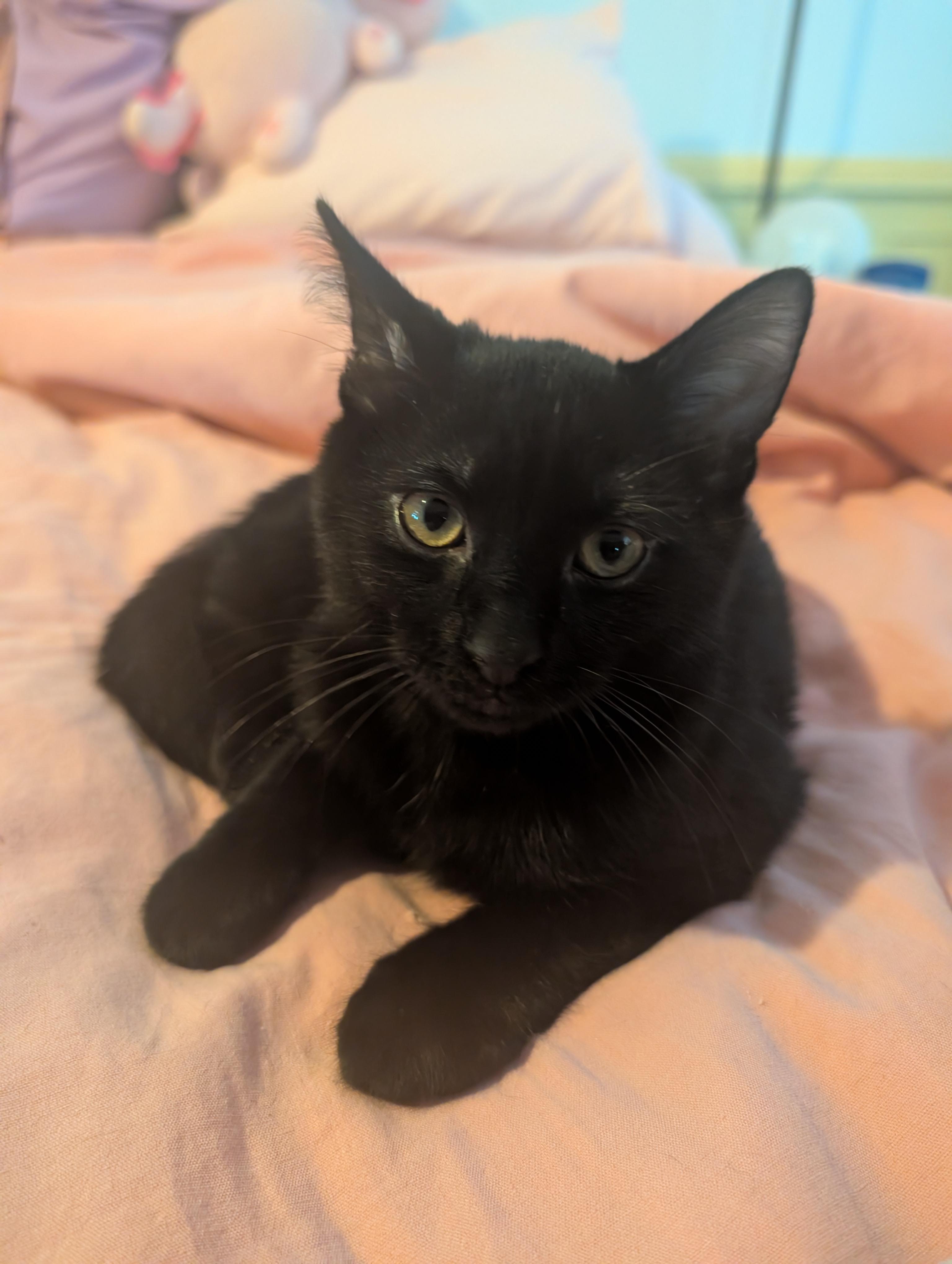 Michèle, Adopted, Kitten Male Domestic Medium Hair.