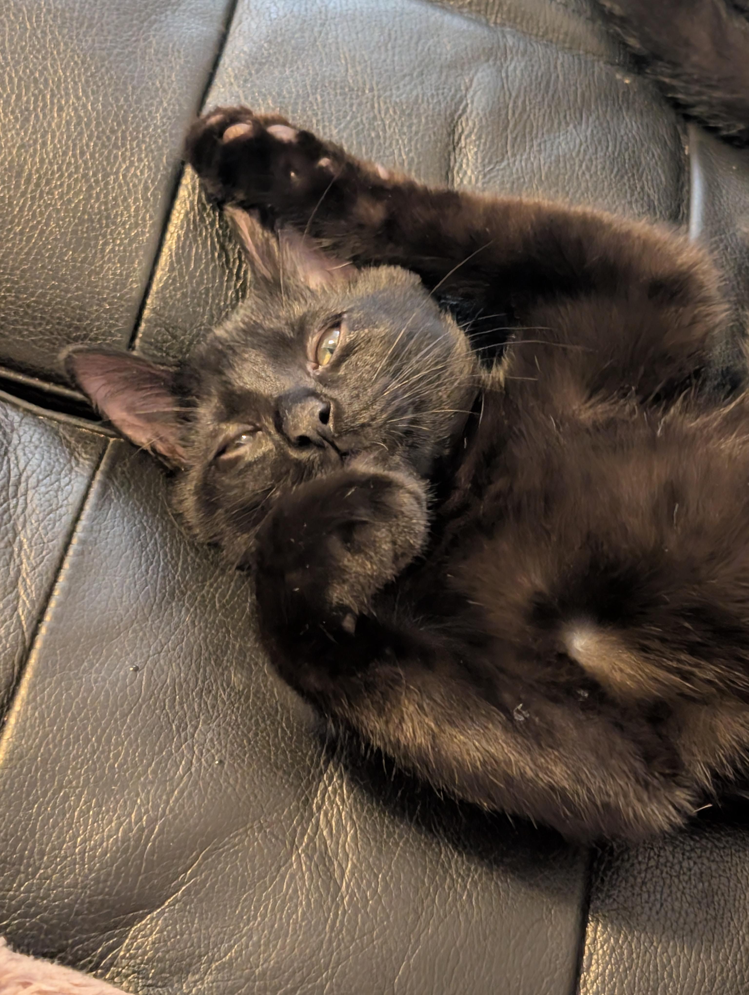 Enlarge Michèle, a Adopted Domestic Medium Hair in Brooklyn, NY image 2/6