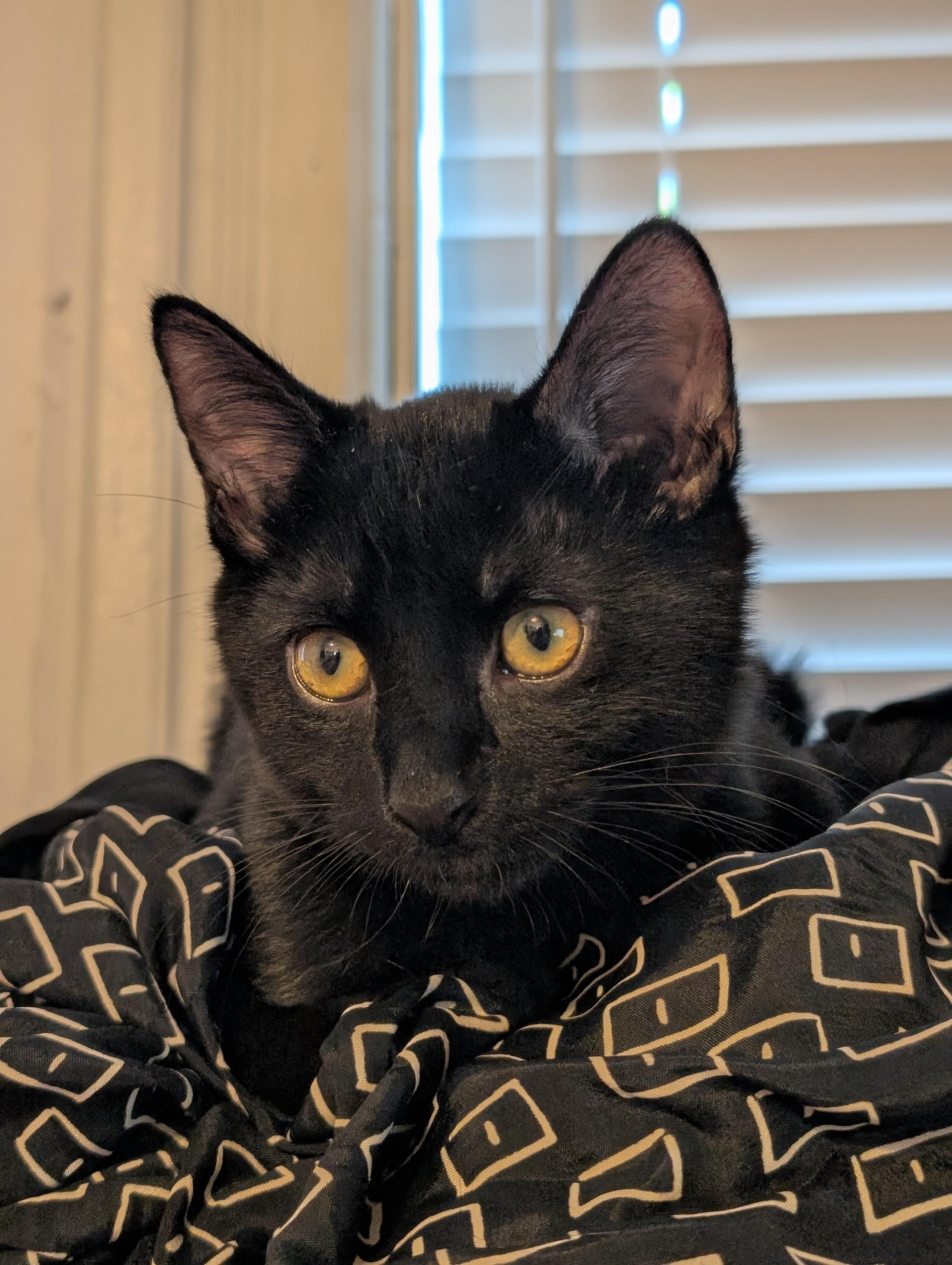 Enlarge Michèle, a Adopted Domestic Medium Hair in Brooklyn, NY image 4/6