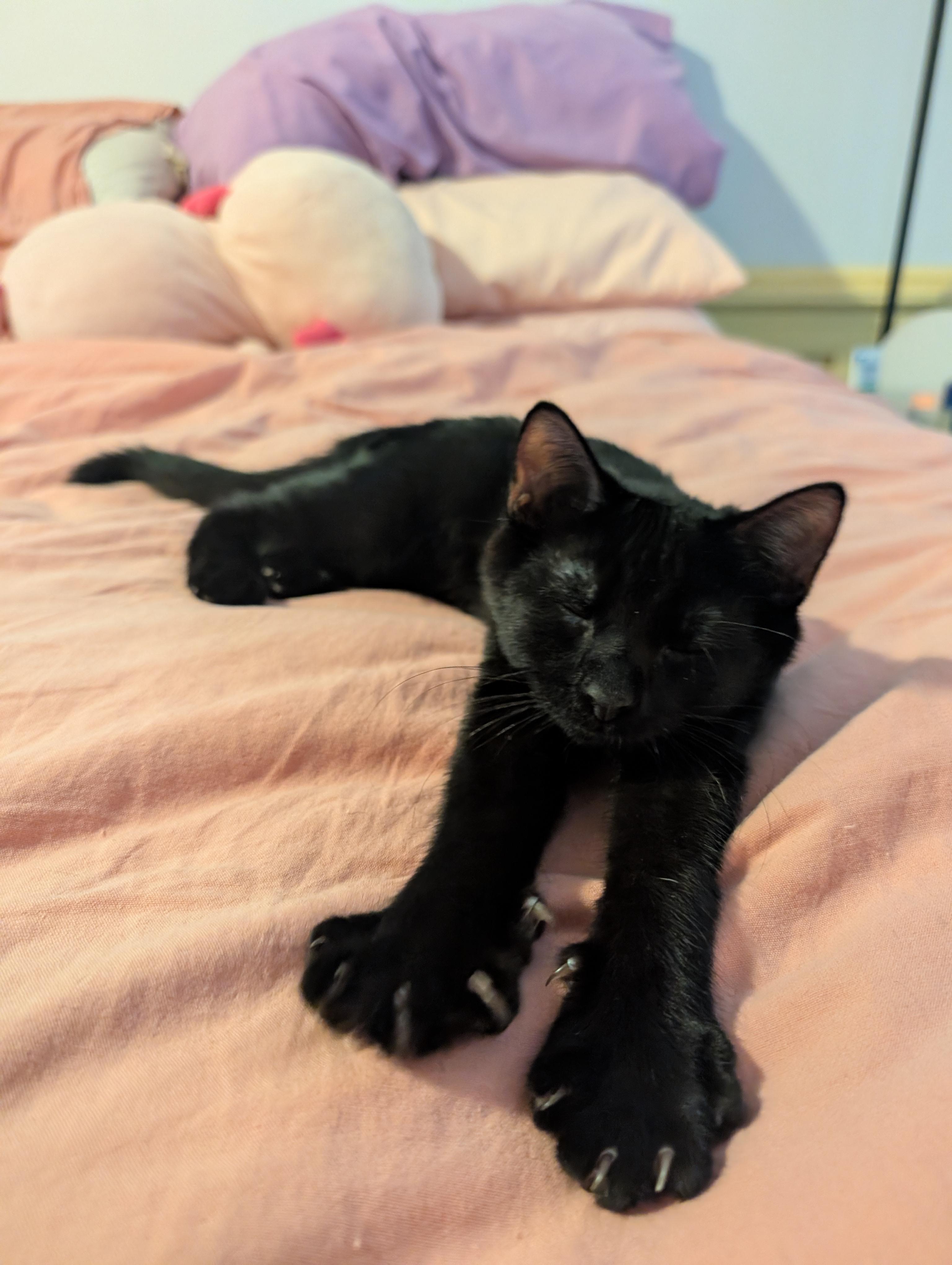 Enlarge Michèle, a Adopted Domestic Medium Hair in Brooklyn, NY image 6/6