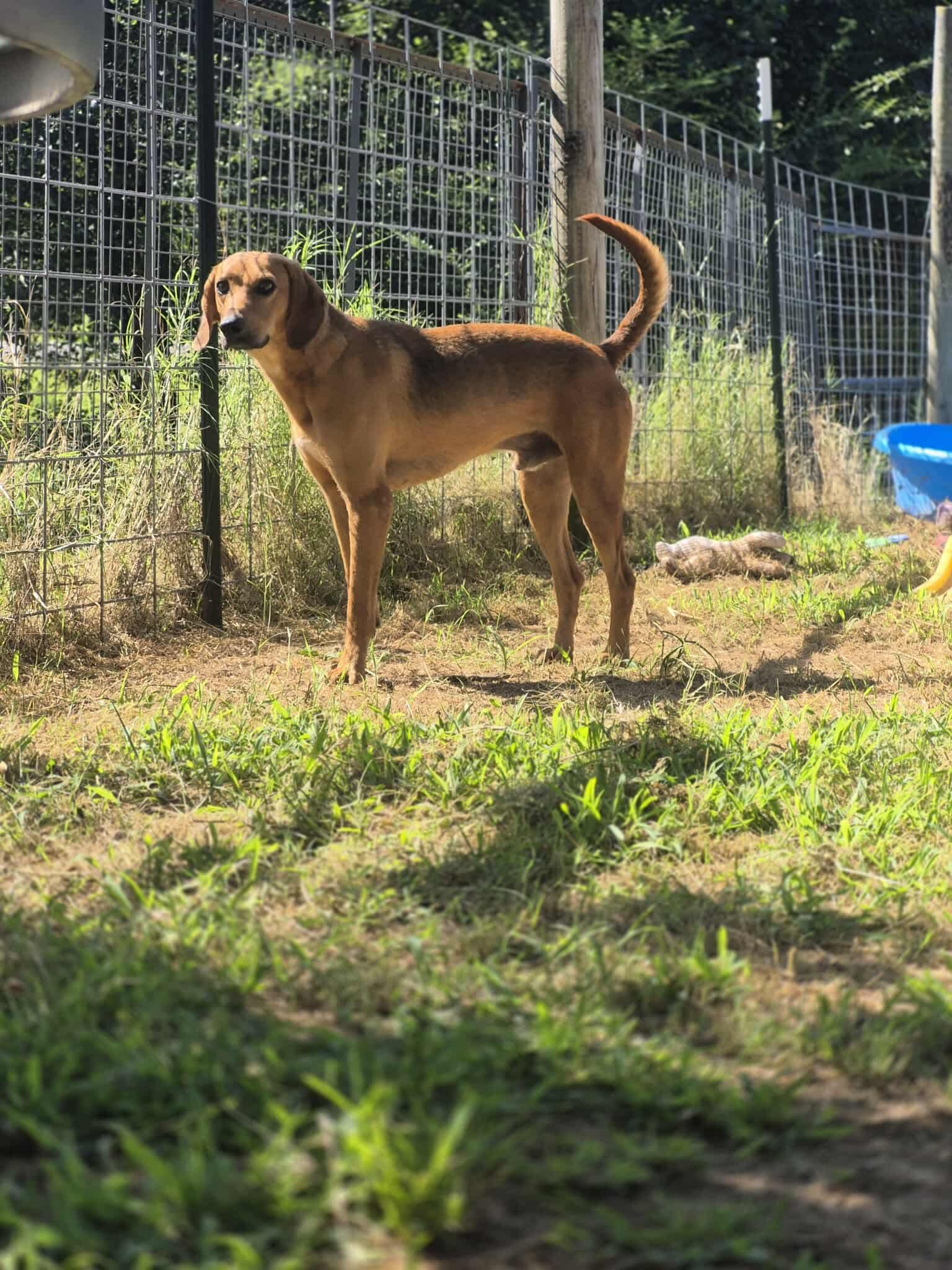 Jedediah, Adoptable, Adult Male Hound.