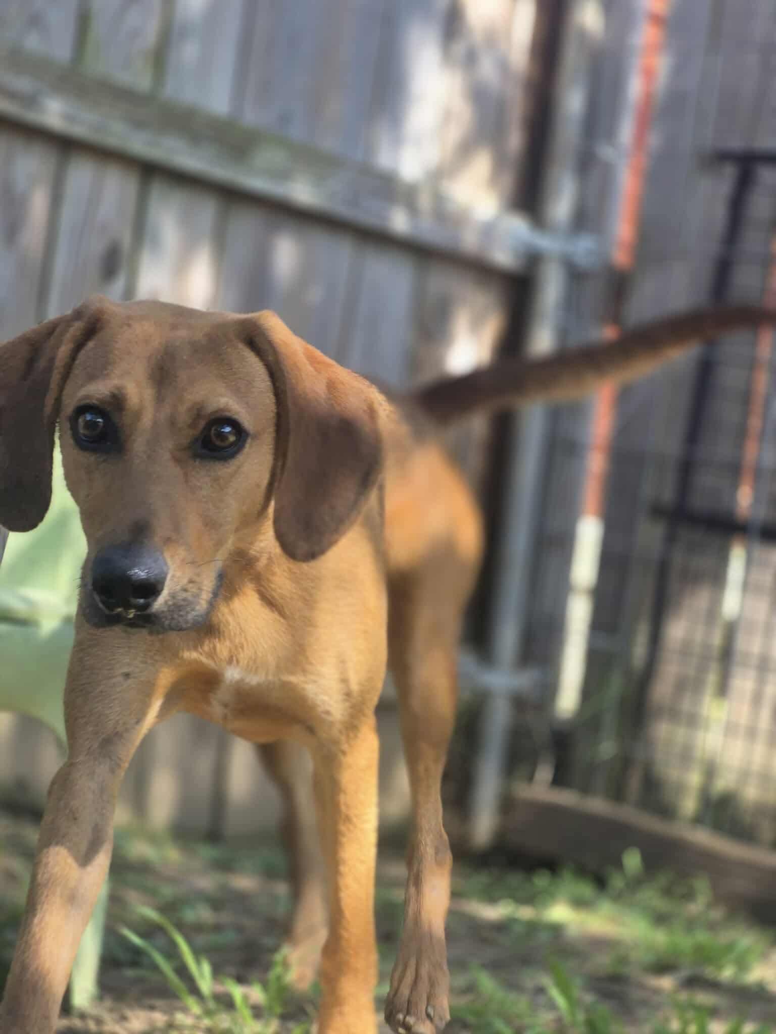 Enlarge Jedediah, a Adoptable mixed breed in Dover, AR image 2/6