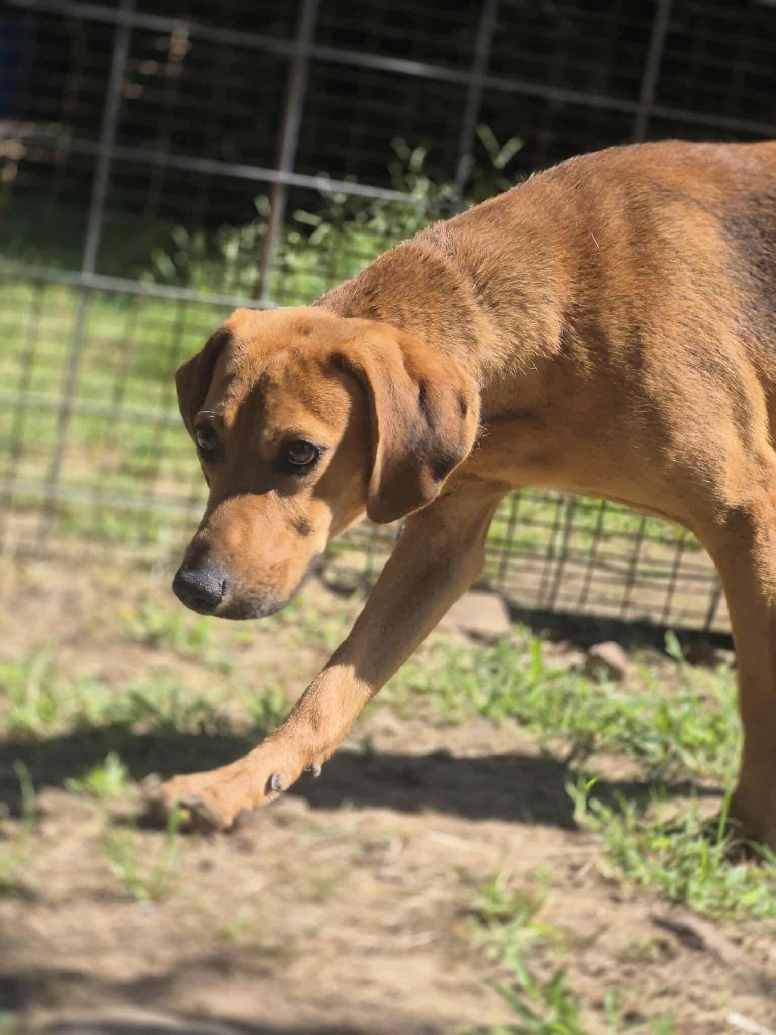 Enlarge Jedediah, a Adoptable mixed breed in Dover, AR image 3/6