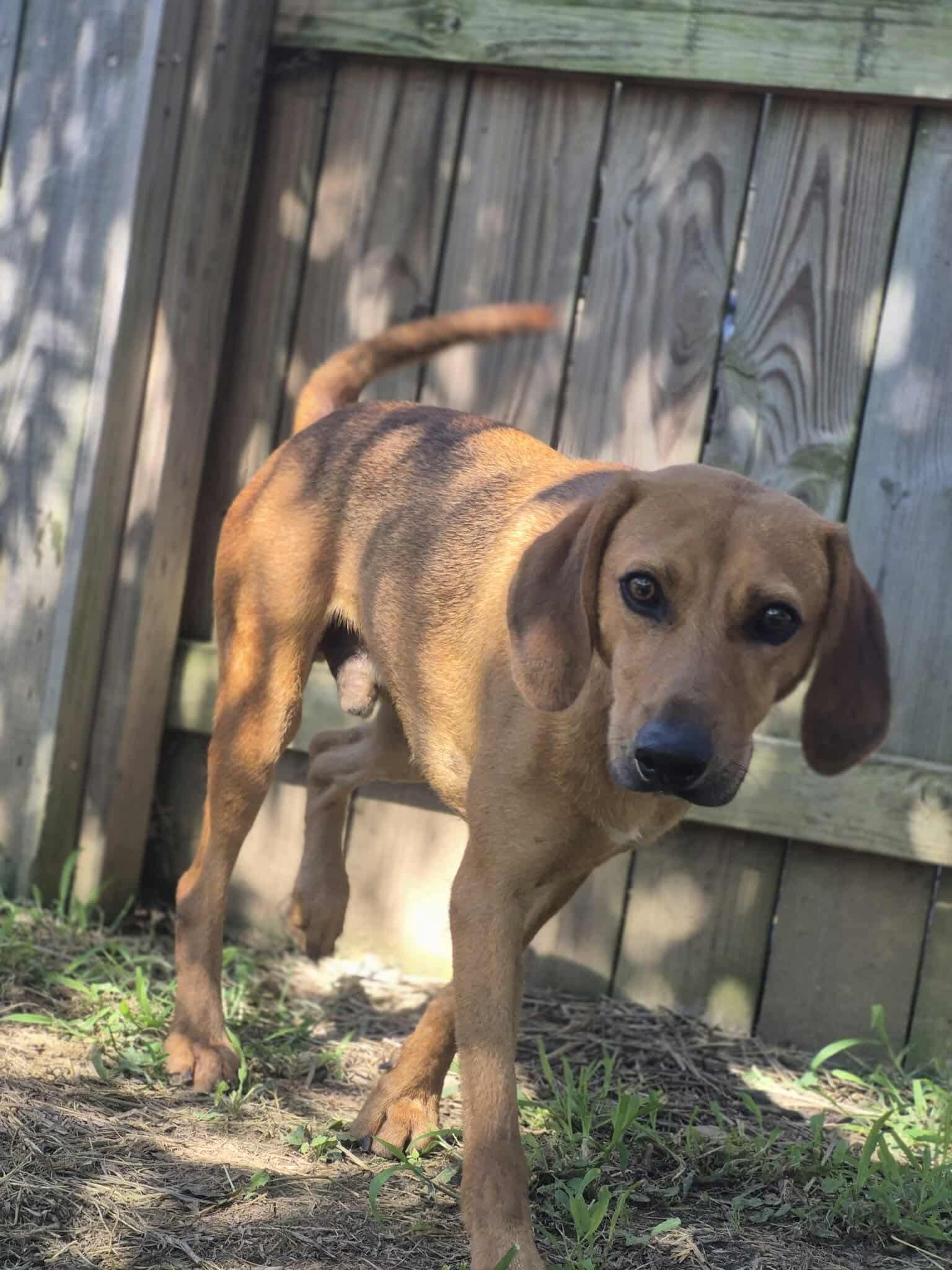 Enlarge Jedediah, a Adoptable mixed breed in Dover, AR image 4/6