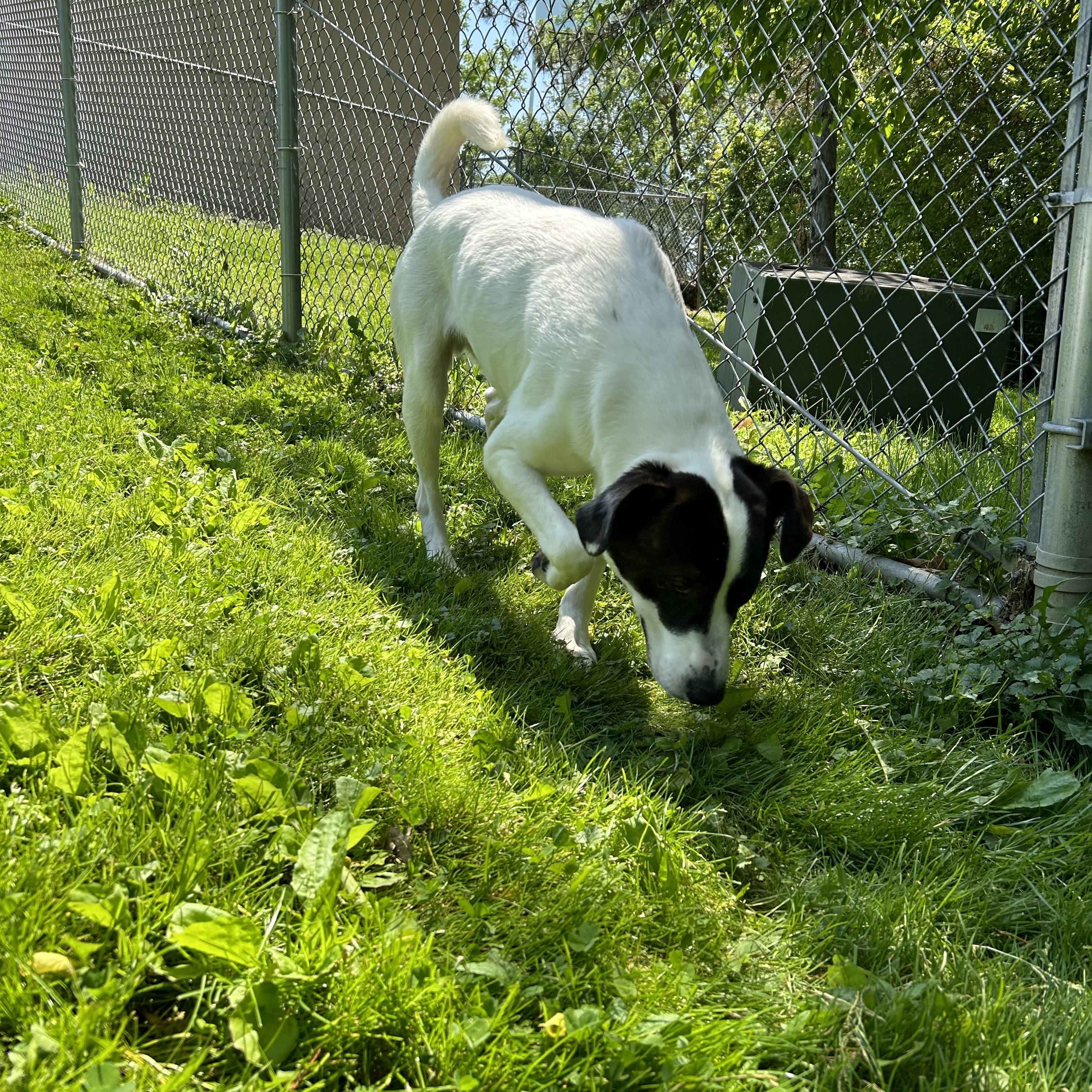 Batman, a ADOPTABLE mixed breed in Circleville, OH image 3/3