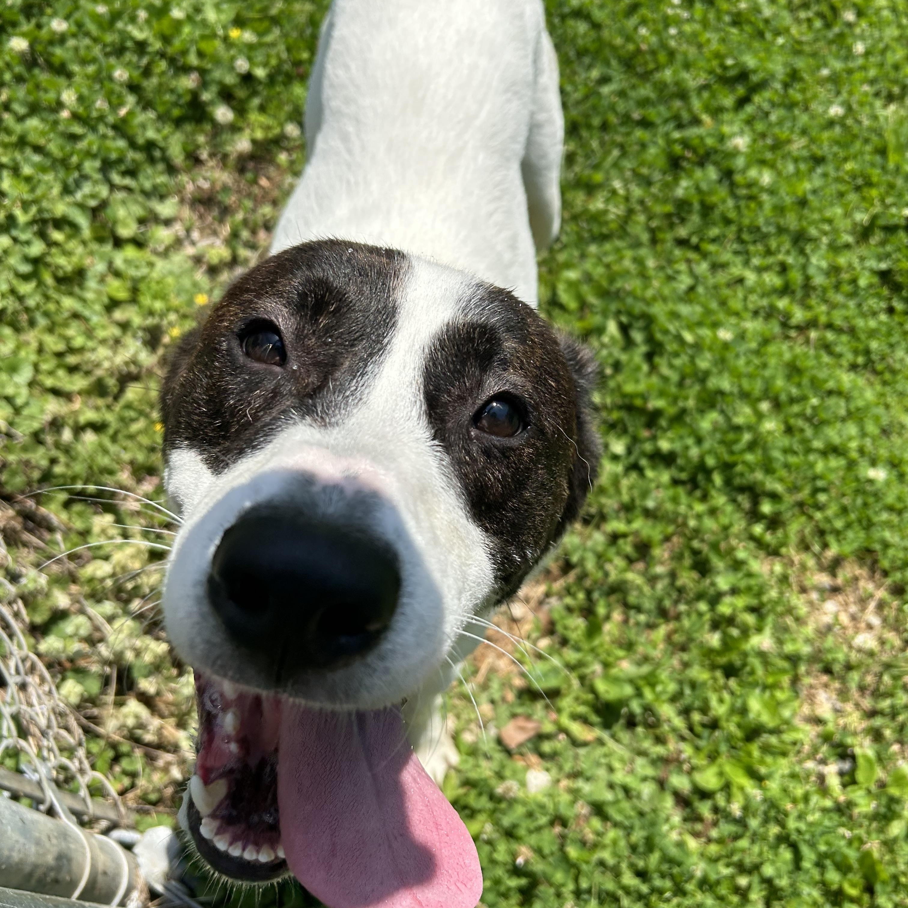 Batman, ADOPTABLE, Young Male Mixed Breed.
