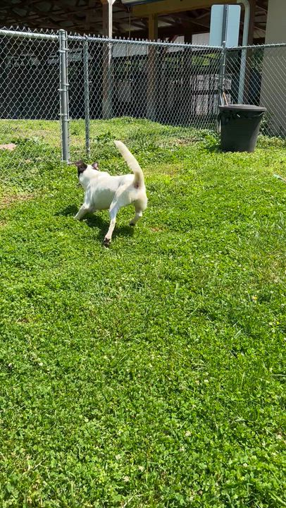 Enlarge Batman, a ADOPTABLE mixed breed in Circleville, OH video 2/3