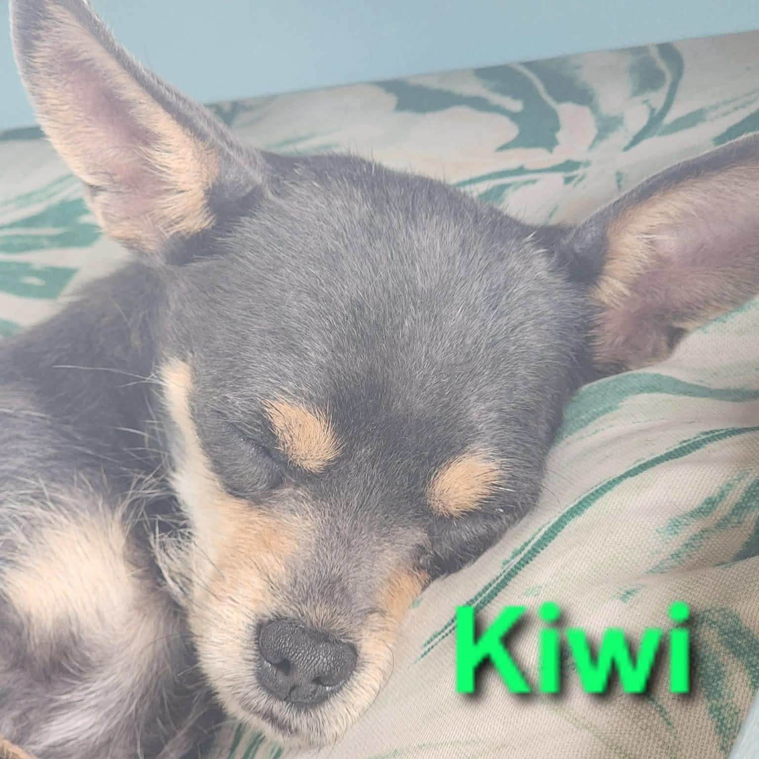 Kiwi, an adopted Chihuahua in Cincinnati , OH image 6/6