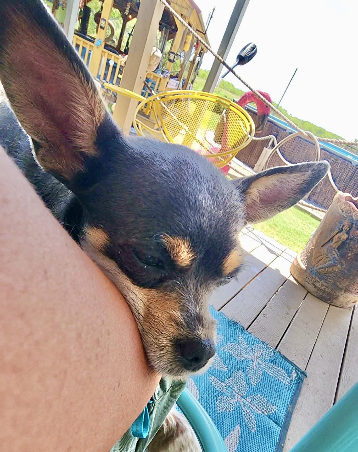 Kiwi, an adopted Chihuahua in Cincinnati , OH image 2/6