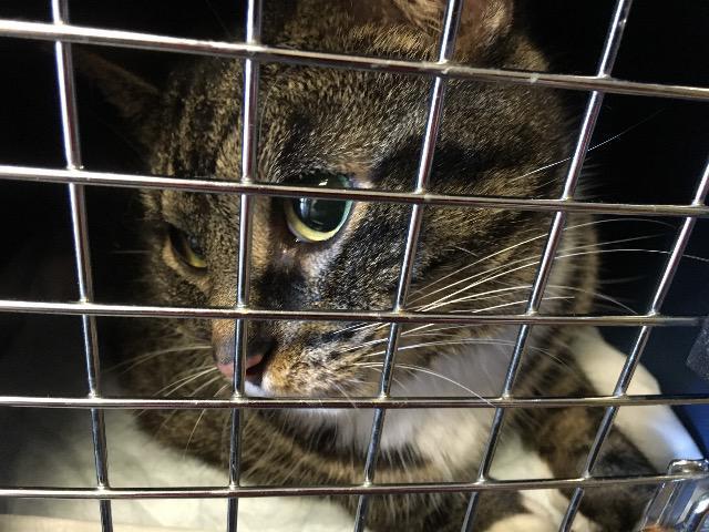 Enlarge Darling, a Adoptable mixed breed in Cincinnati, OH image 1/1