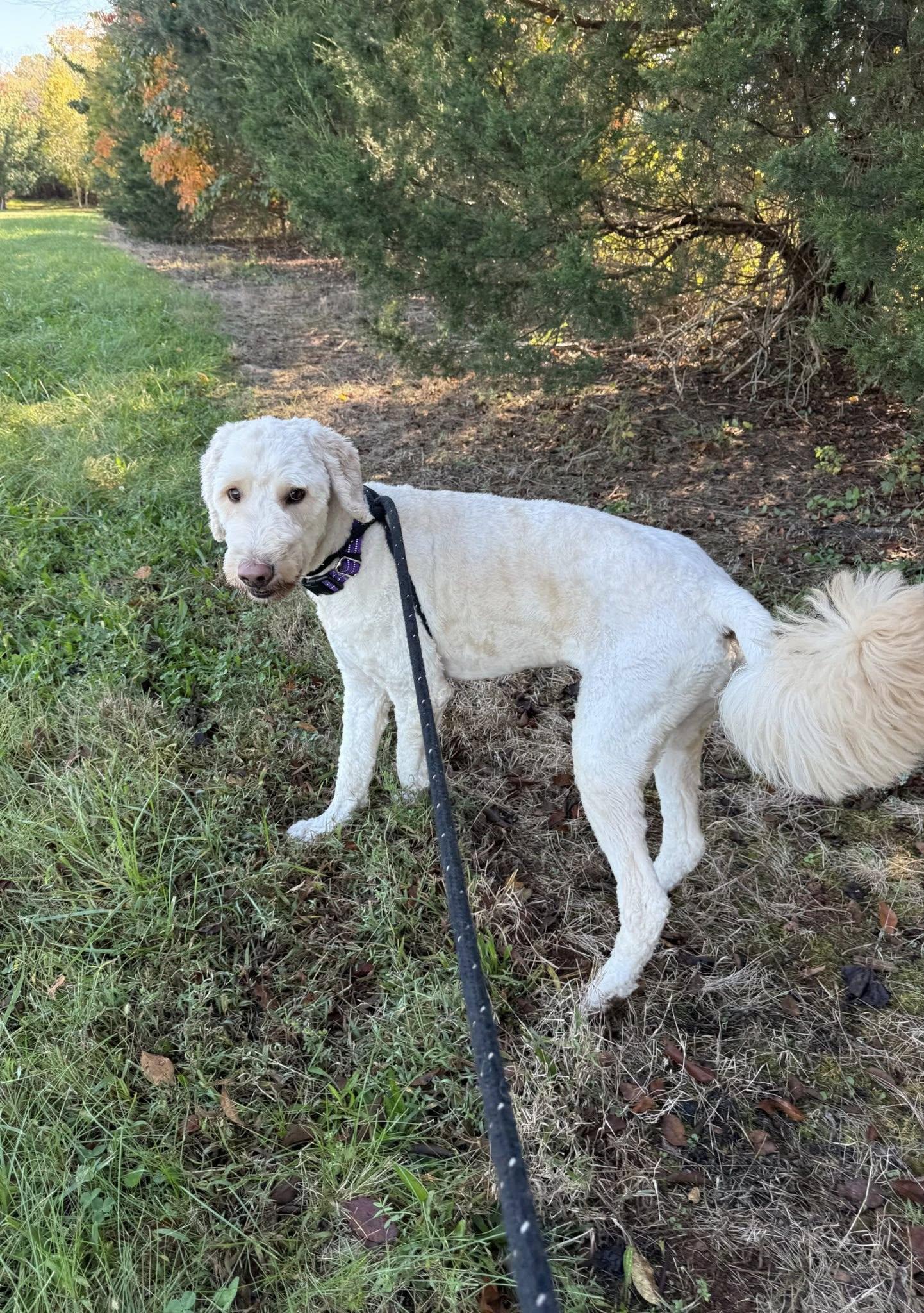 Waffles, an adoptable Goldendoodle in Salisbury, NC, 28145 | Photo Image 4