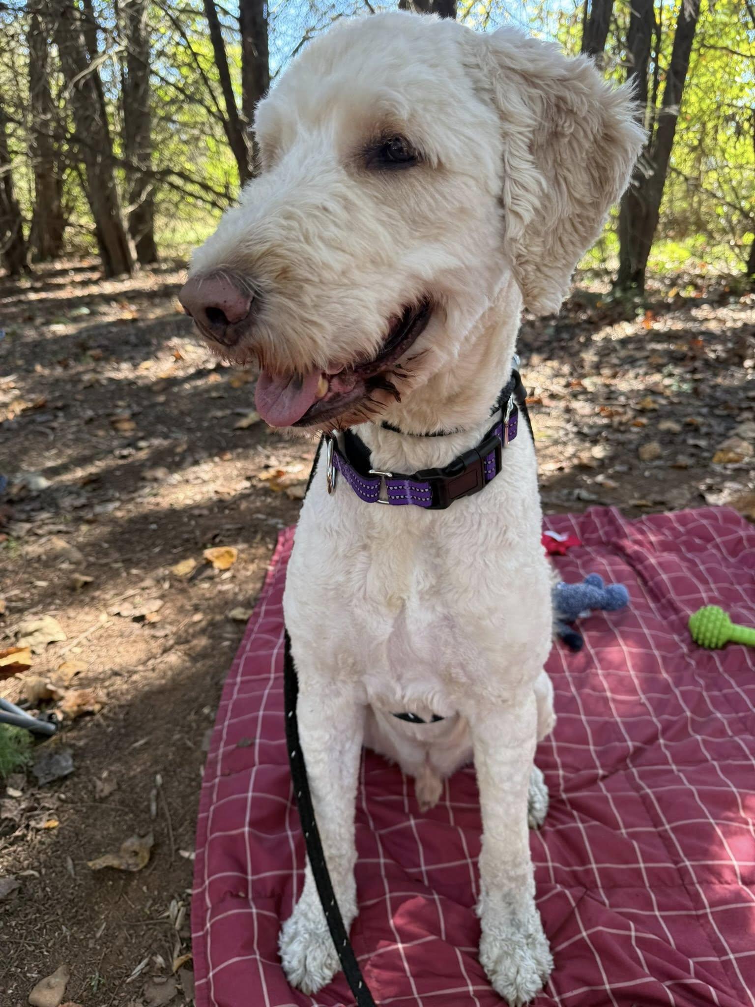 Waffles, an adoptable Goldendoodle in Salisbury, NC, 28145 | Photo Image 2
