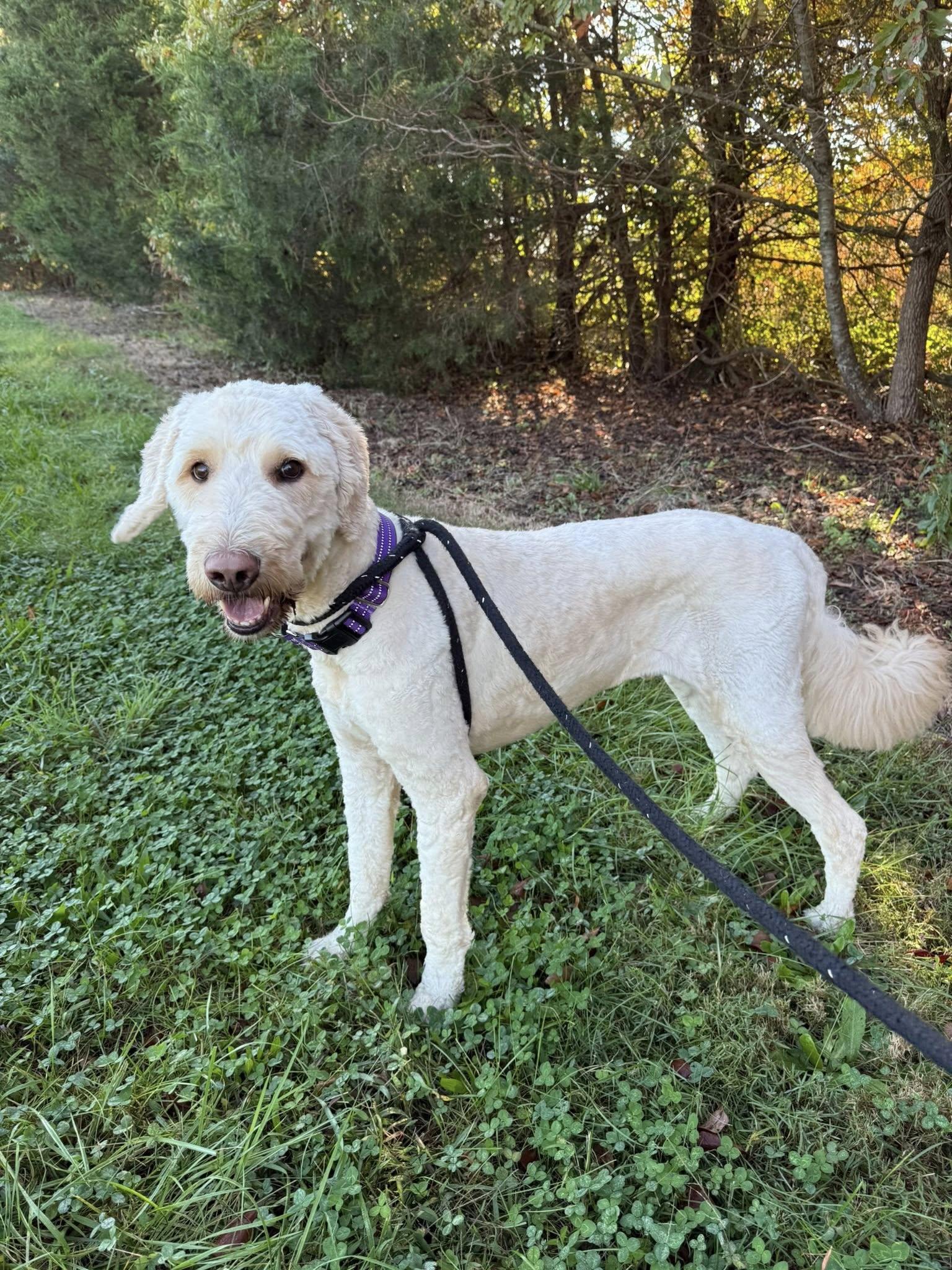 Waffles, an adoptable Goldendoodle in Salisbury, NC, 28145 | Photo Image 1