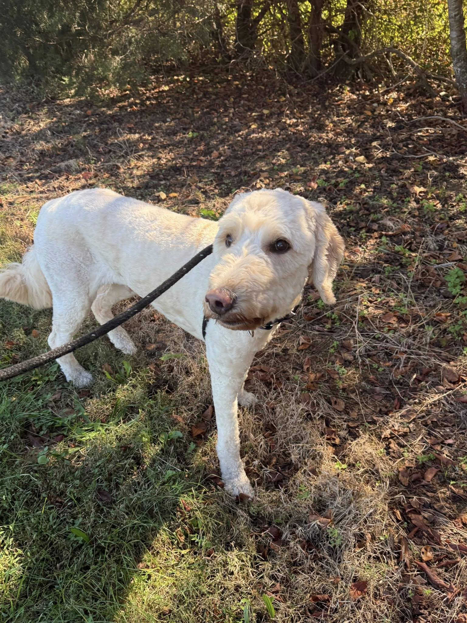 Waffles, an adoptable Goldendoodle in Salisbury, NC, 28145 | Photo Image 3
