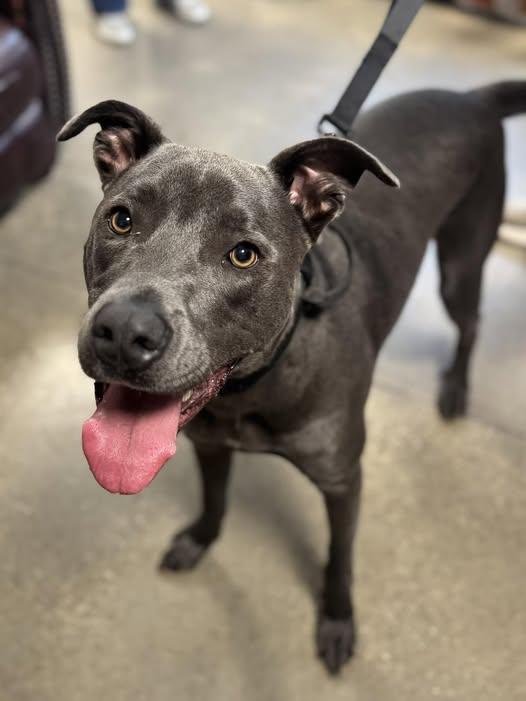 Sheldon, Adoptable, Young Male Mixed Breed.