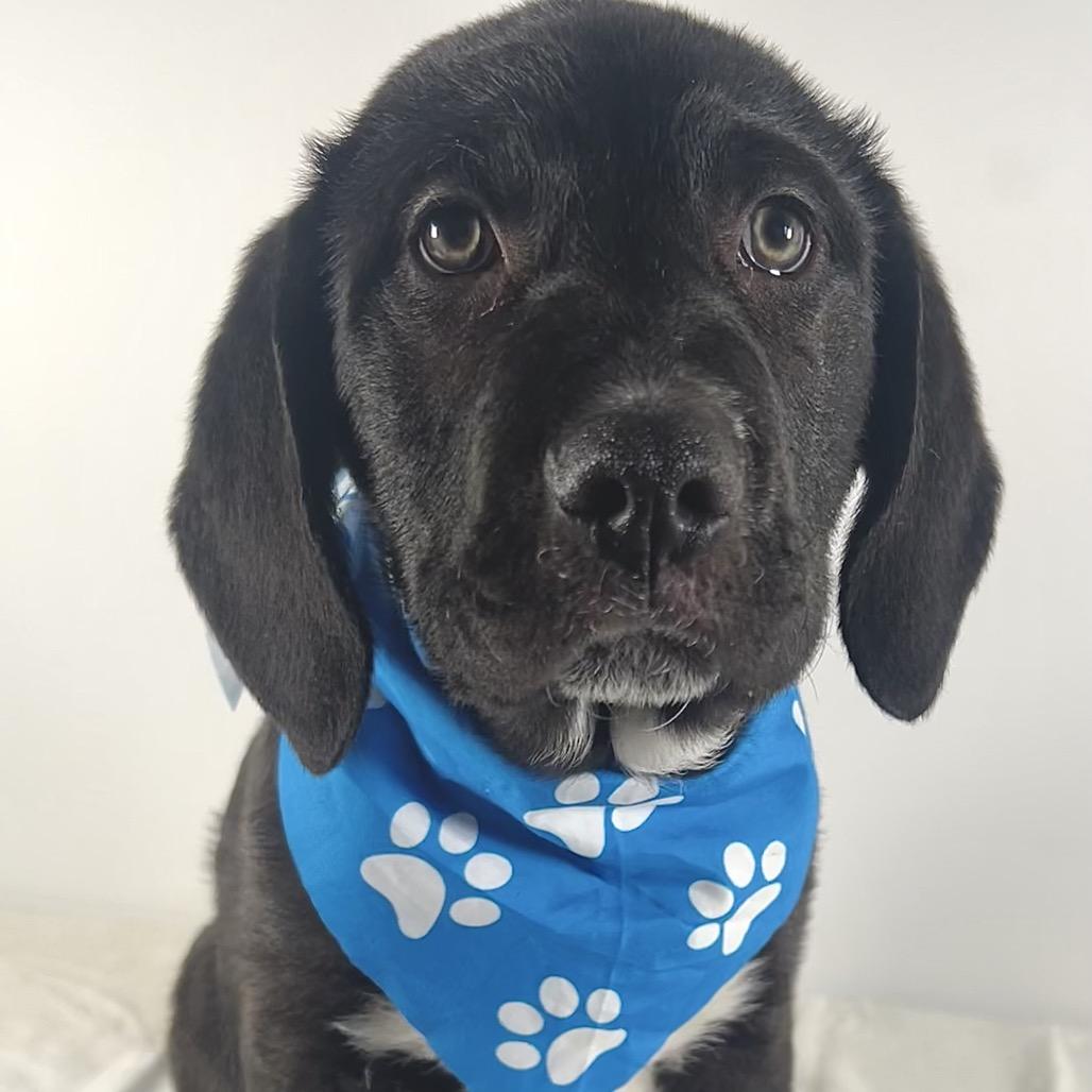 Sutton, Adoptable, Puppy Male Labrador Retriever & Mixed Breed.