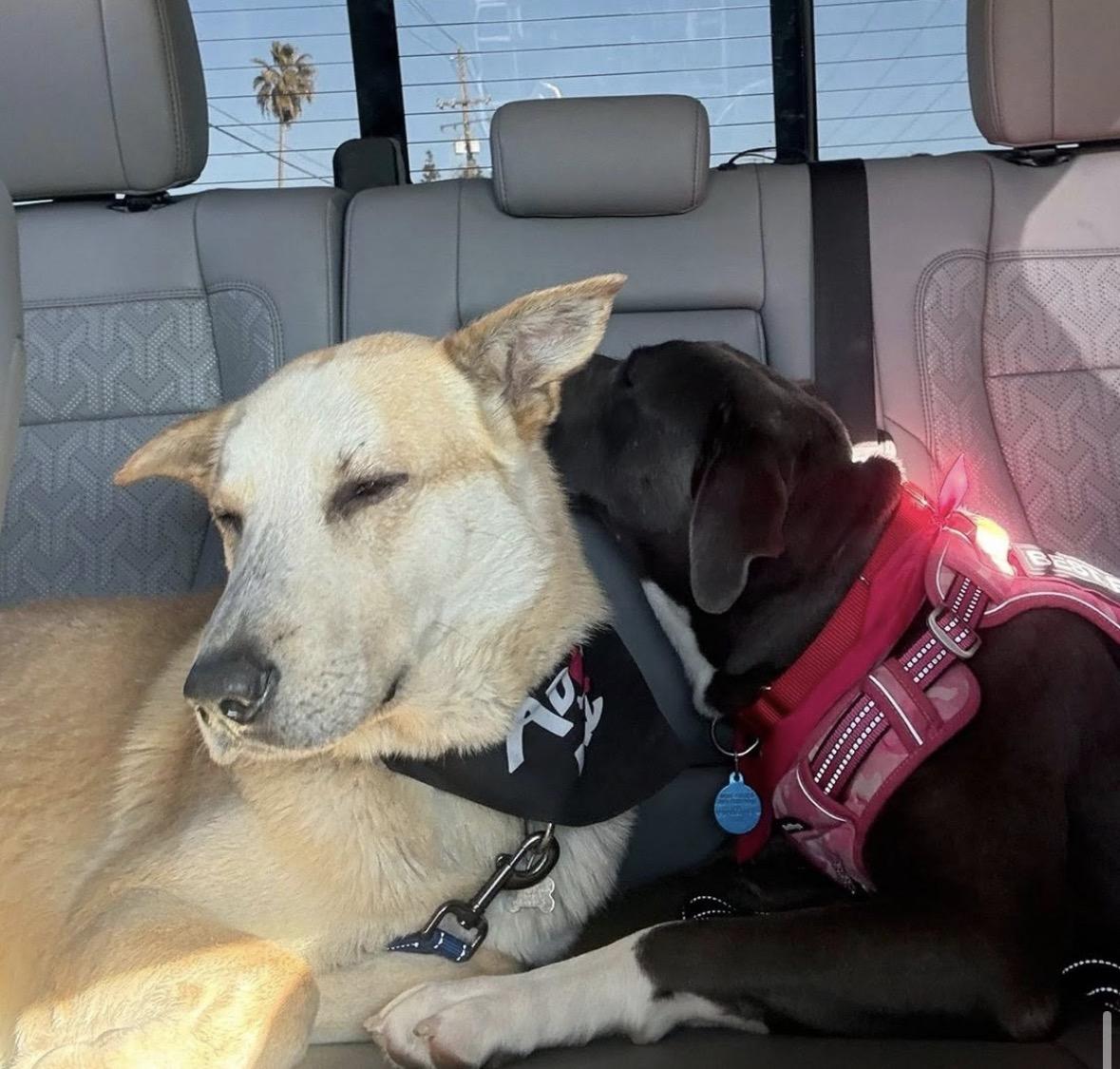 Enlarge Shadow -- LONGTIME RESIDENT!, an adoptable mixed breed in Thousand Oaks, CA image 5/5