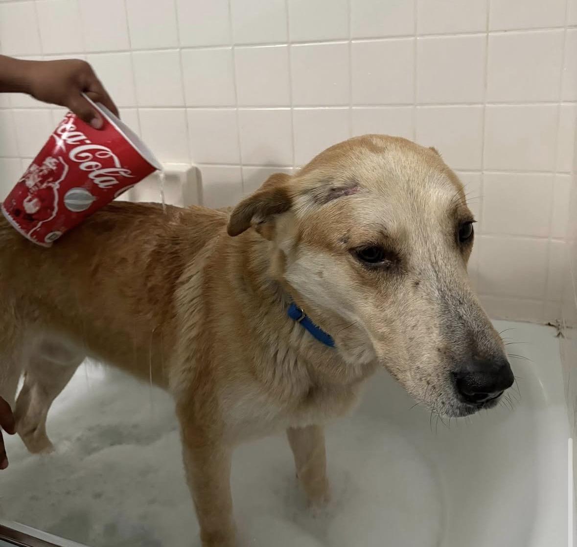 Enlarge Shadow -- LONGTIME RESIDENT!, an adoptable mixed breed in Thousand Oaks, CA image 3/5