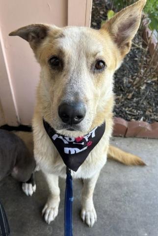 Enlarge Shadow -- LONGTIME RESIDENT!, an adoptable mixed breed in Thousand Oaks, CA image 1/5