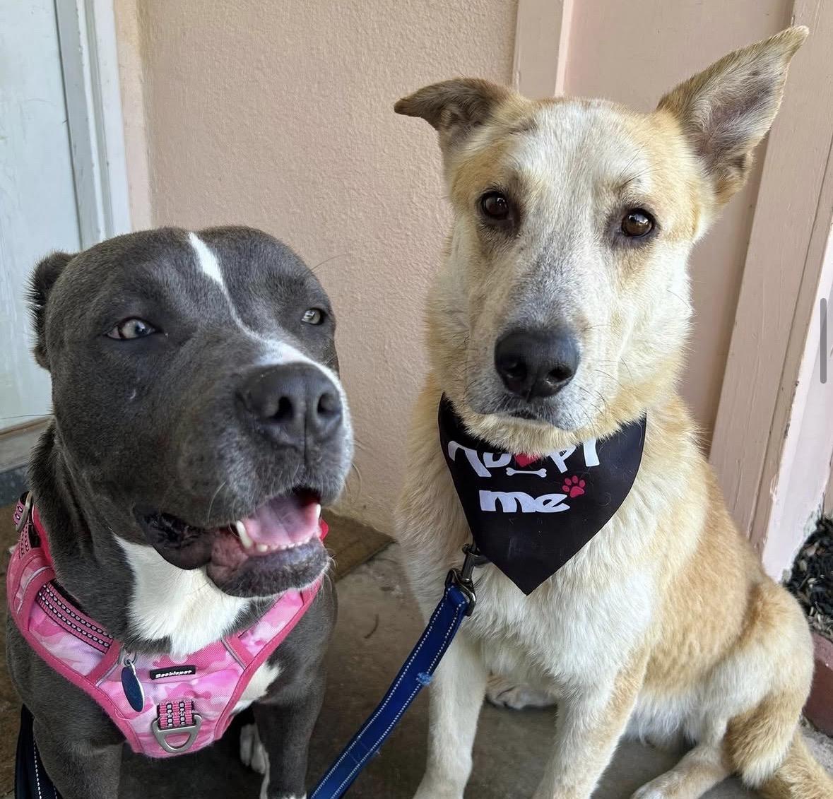 Enlarge Shadow -- LONGTIME RESIDENT!, an adoptable mixed breed in Thousand Oaks, CA image 4/5