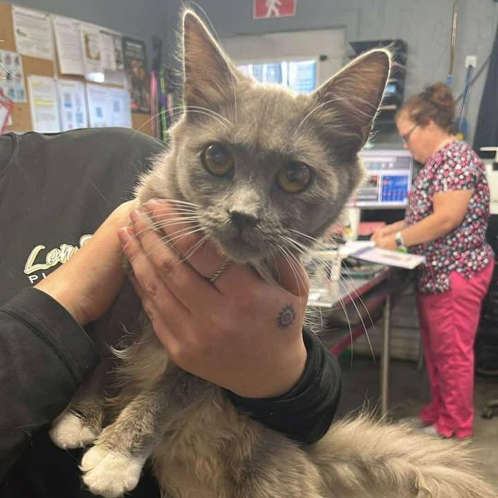 Enlarge Mally, an adopted mixed breed in Mullins, SC image 1/1