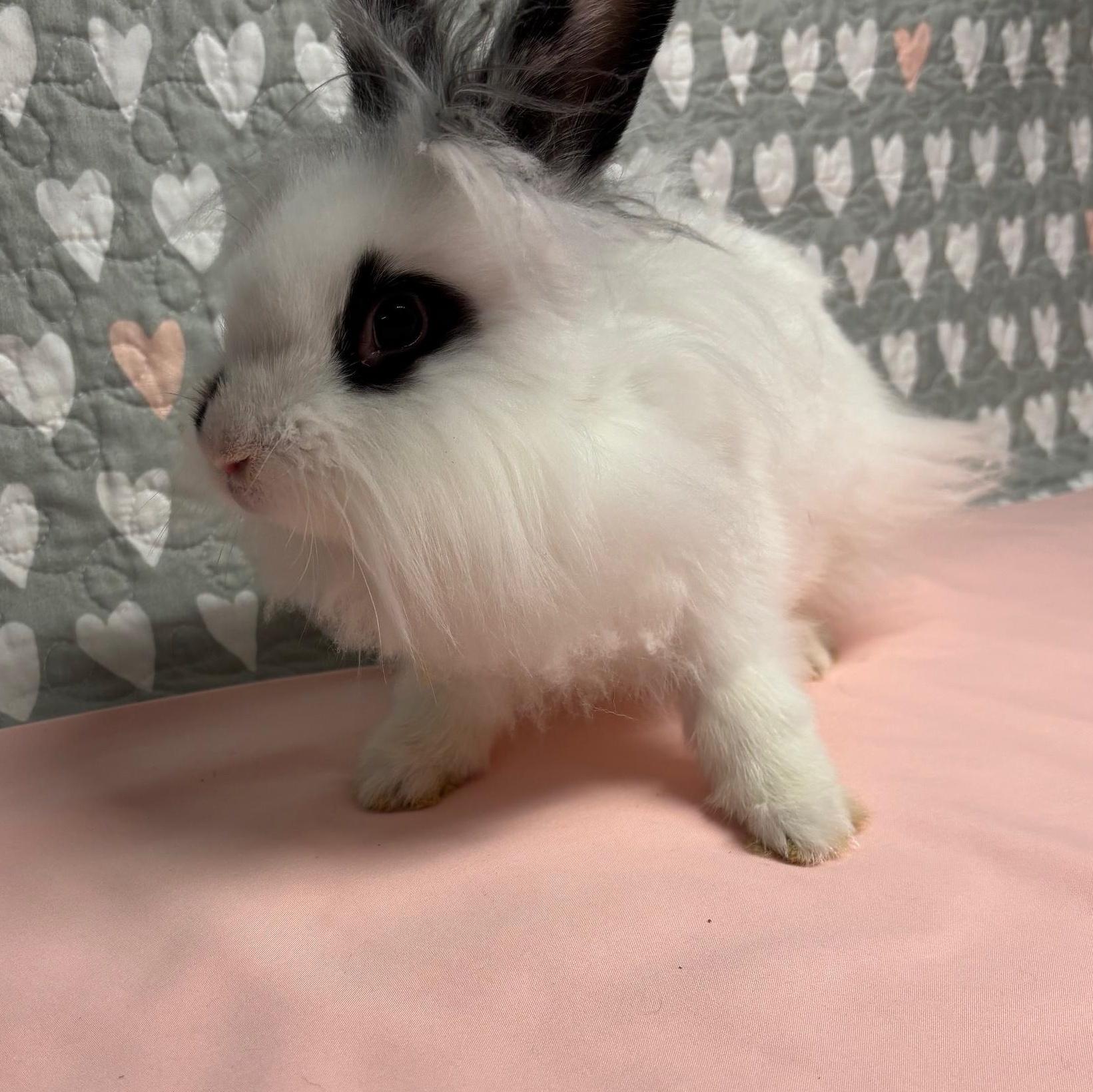 Enlarge APPLEJACK (YOUNG NEUTERED MALE) FOSTER OR ADOPTER NEEDED, a Adoptable Lionhead in Forest Hills, NY image 4/6