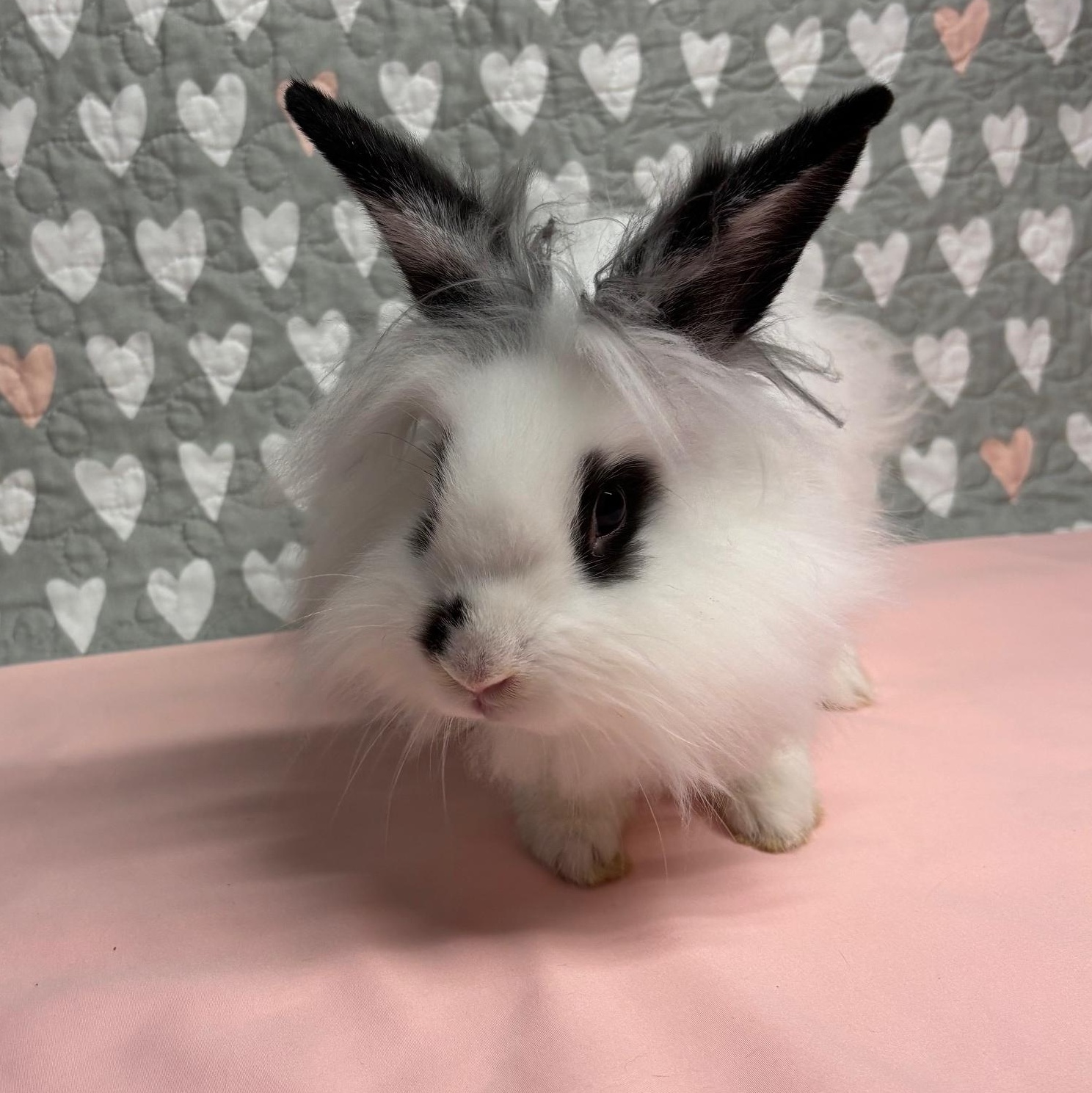 APPLEJACK (YOUNG NEUTERED MALE) FOSTER OR ADOPTER NEEDED, Adoptable, Baby Male Lionhead.