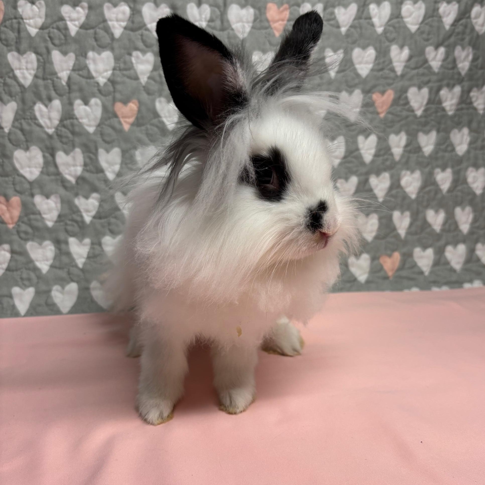 Enlarge APPLEJACK (YOUNG NEUTERED MALE) FOSTER OR ADOPTER NEEDED, a Adoptable Lionhead in Forest Hills, NY image 2/6
