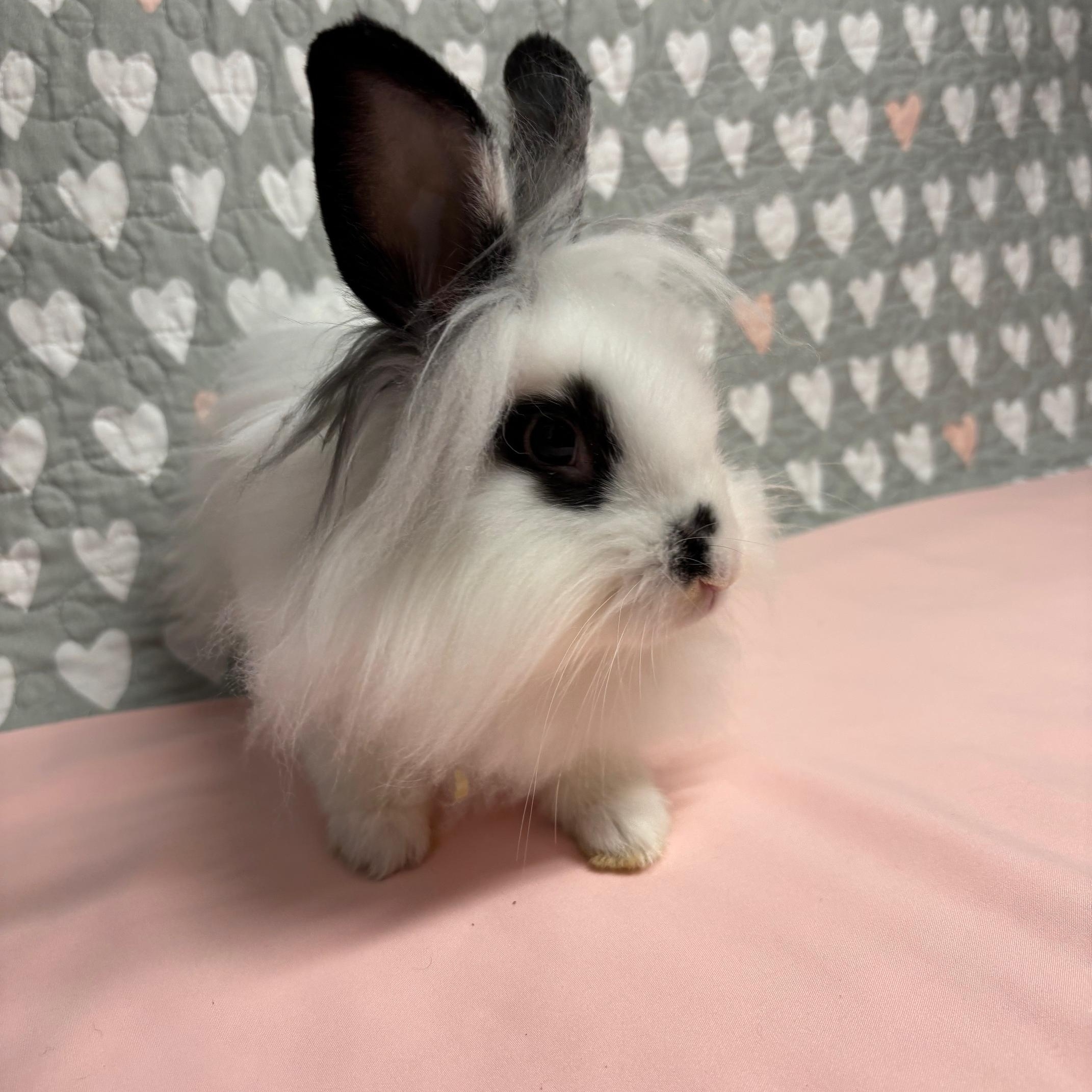 Enlarge APPLEJACK (YOUNG NEUTERED MALE) FOSTER OR ADOPTER NEEDED, a Adoptable Lionhead in Forest Hills, NY image 5/6