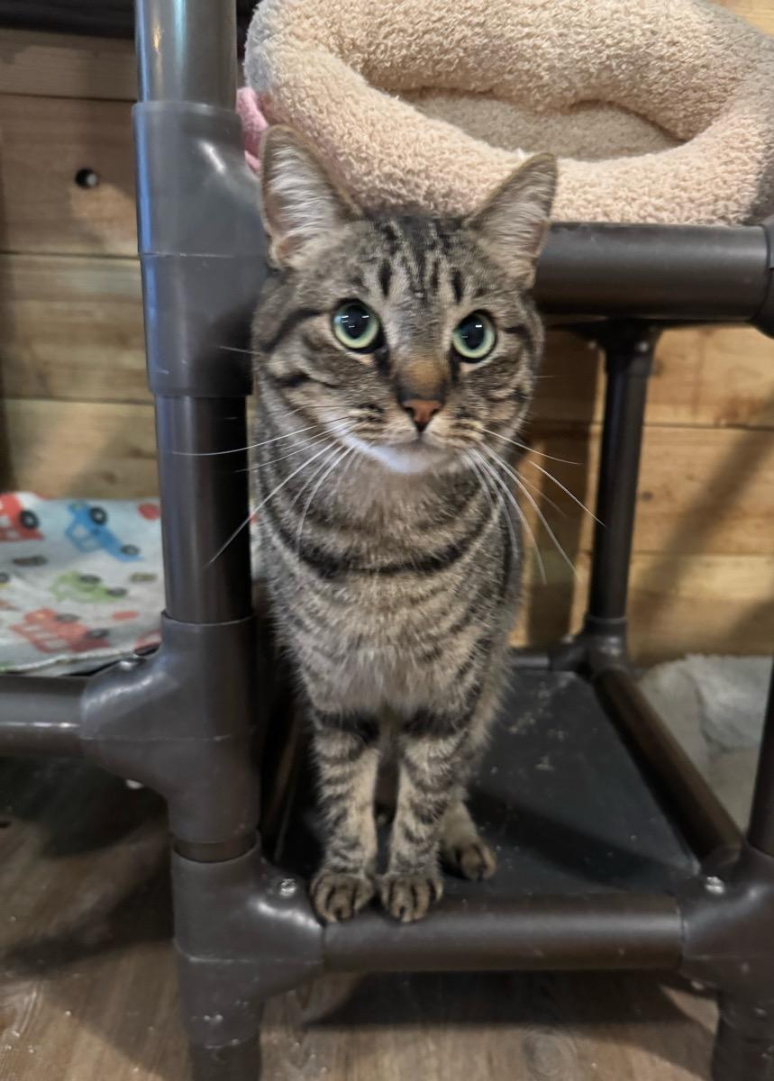 Shadow, Adoptable, Adult Female Tabby.