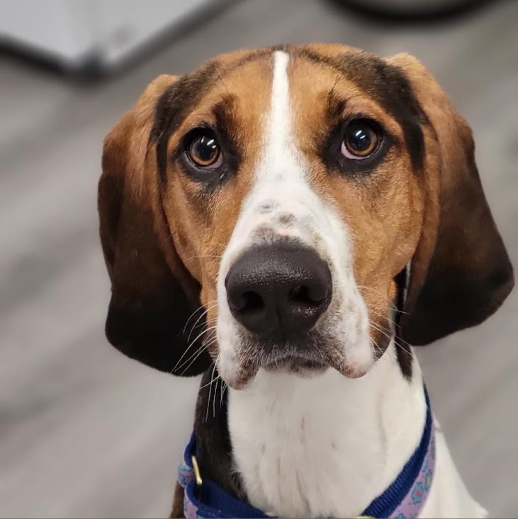 Juniper, Adoptable, Adult Female Treeing Walker Coonhound.