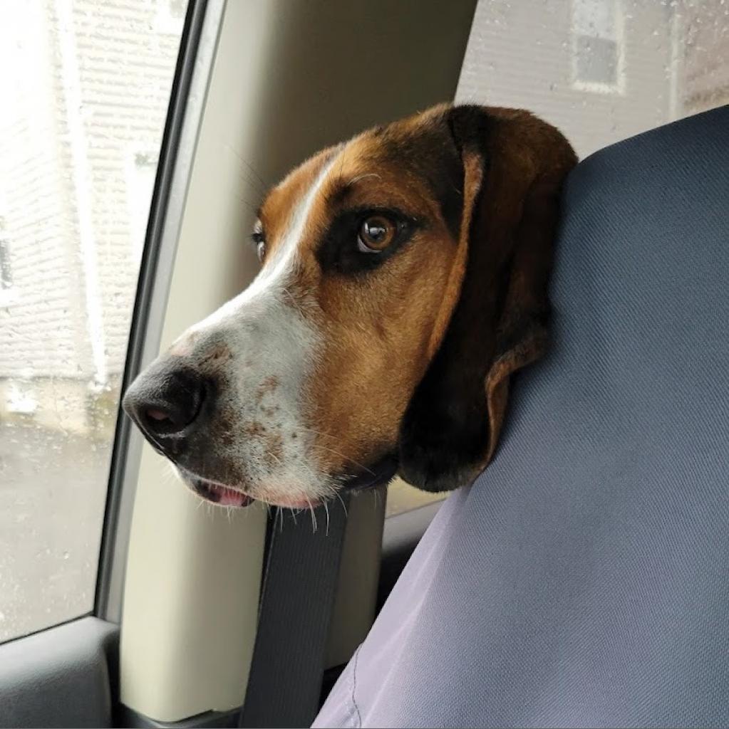 Enlarge Juniper, a Adoptable Treeing Walker Coonhound in Warwick, RI image 2/6