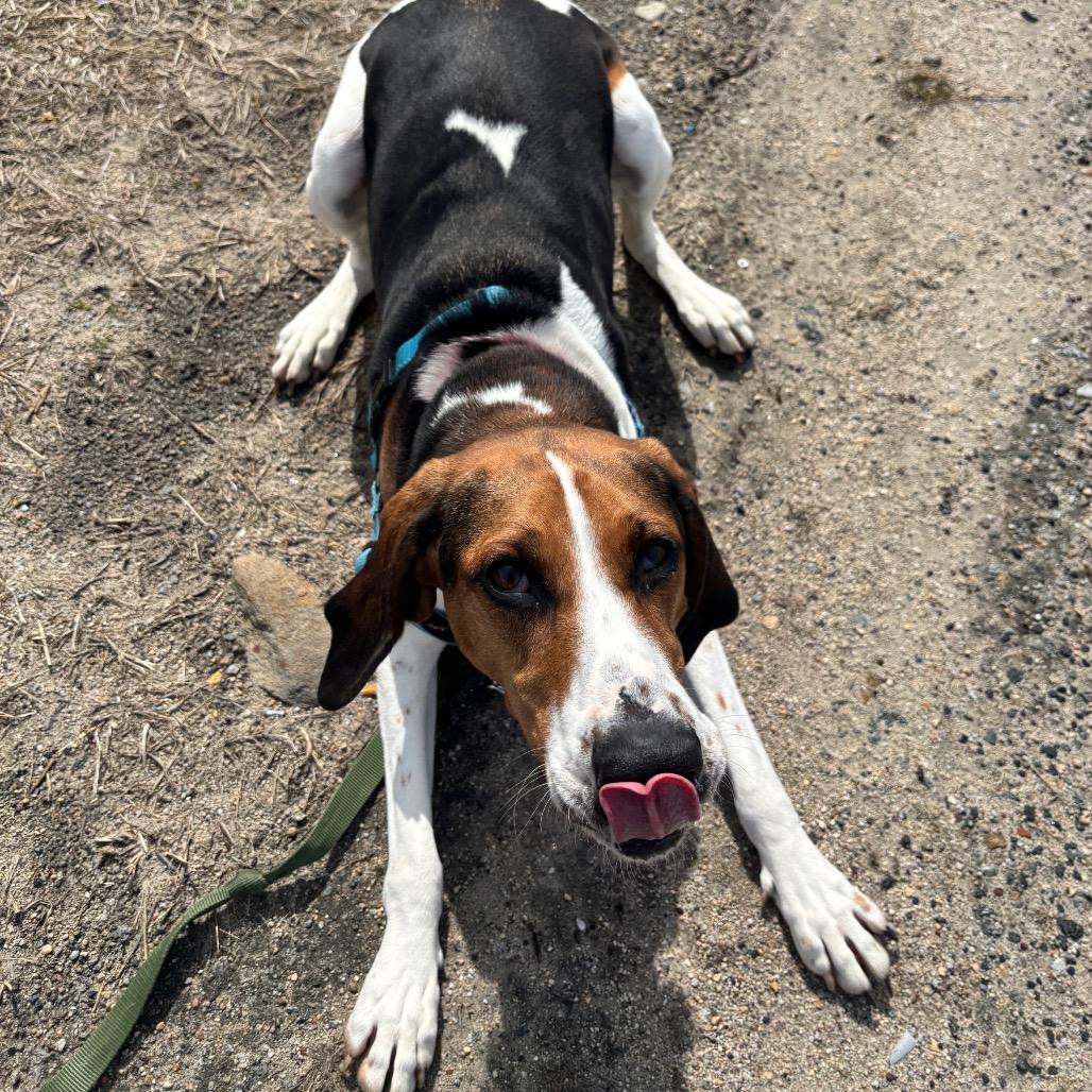 Enlarge Juniper, a Adoptable Treeing Walker Coonhound in Warwick, RI image 3/6