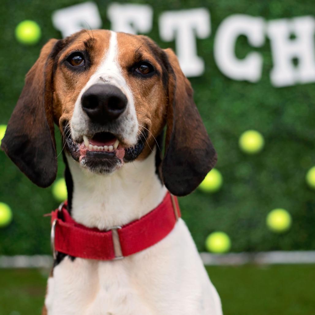 Enlarge Juniper, a Adoptable Treeing Walker Coonhound in Warwick, RI image 4/6