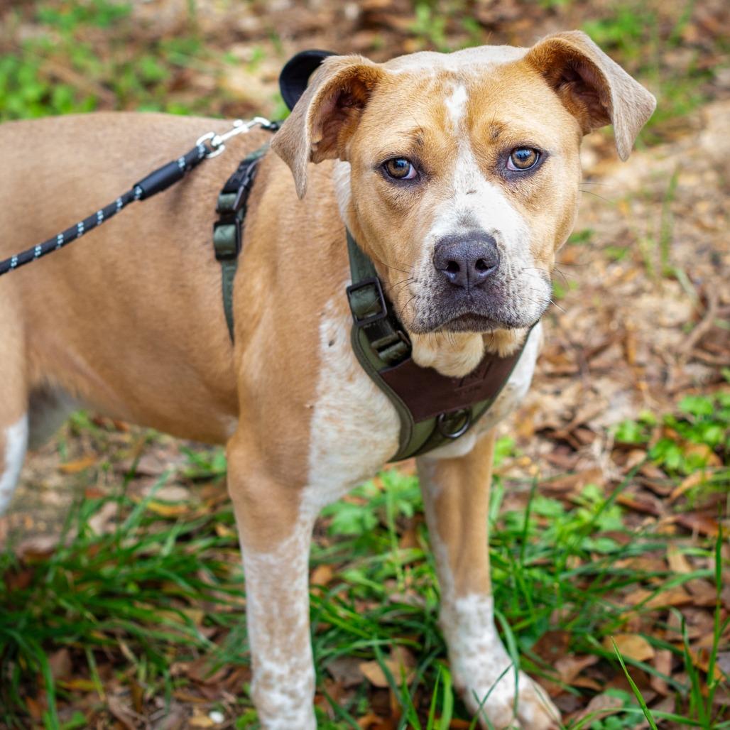 Abba, Adoptable, Young Female Cattle Dog & American Staffordshire Terrier.